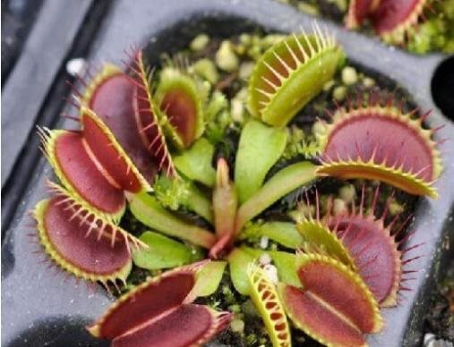 20 st frön Köttätande Köttätande Köttätande växt Dionaea Muscipula f7311d 20 st frön Köttätande Köttätande Köttätande växt Dionaea Muscipula f7311d