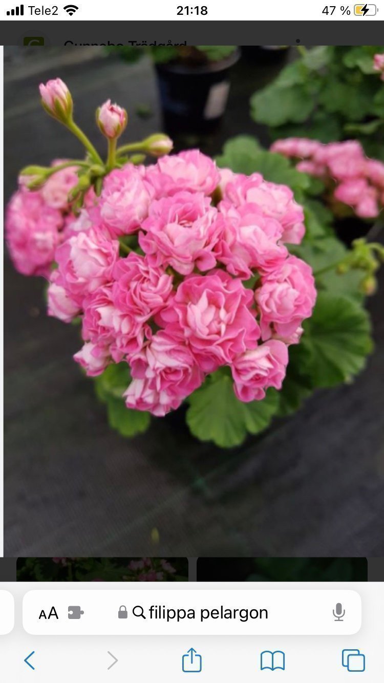 Filippa pelargon stickling | Köp på Tradera (727460692)