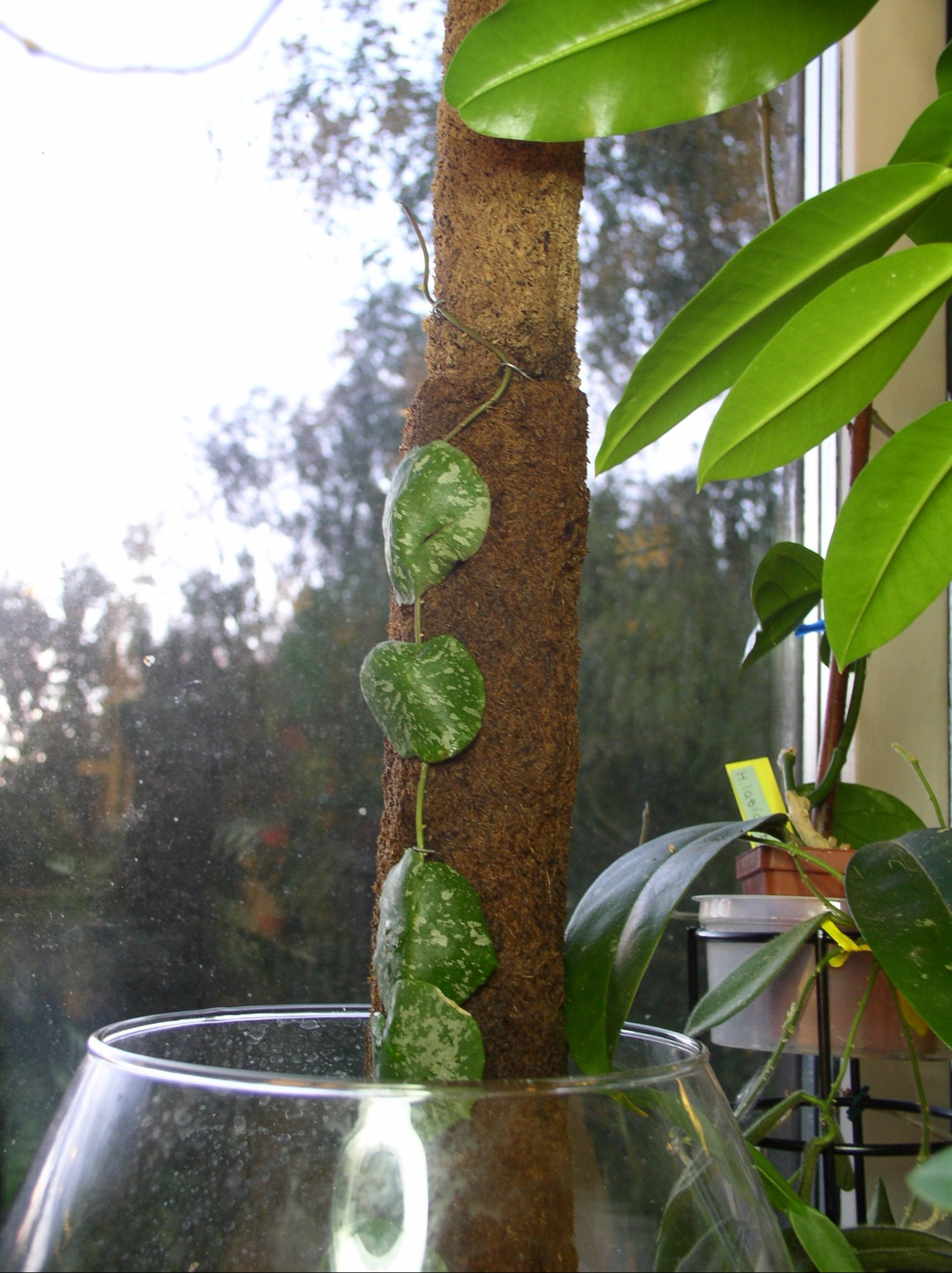 Hoya imbricata, rotad, växande, liten men två s.. (419612649) ᐈ Köp på ...