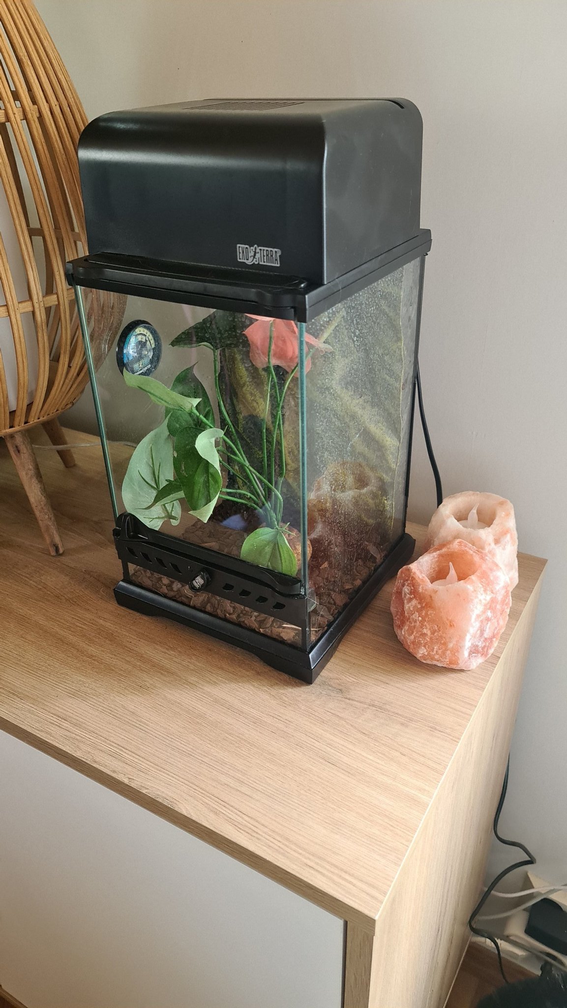 Exo terra terrarium litet Köp på Tradera (541794183)