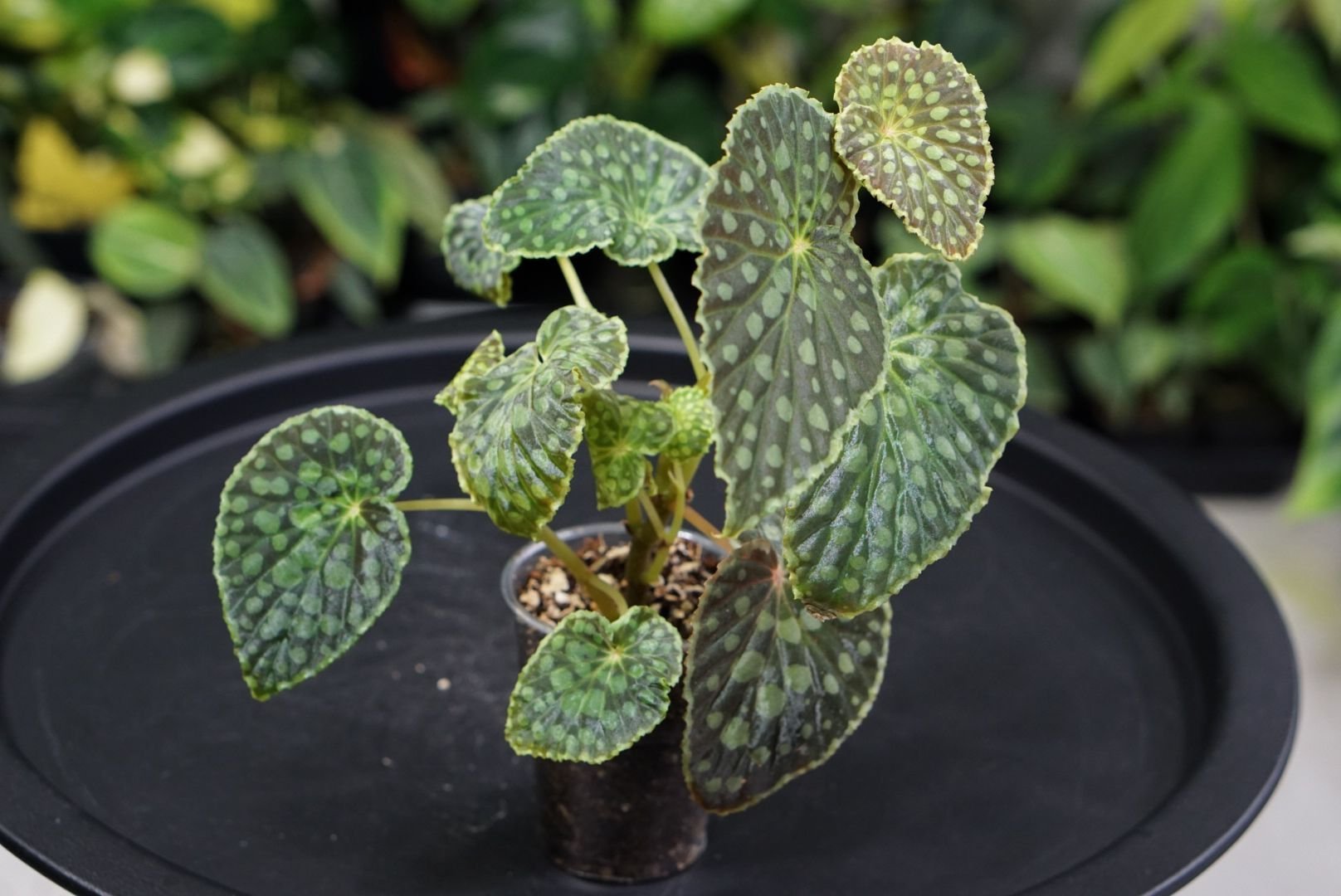 Begonia chlorostica red form | Köp på Tradera (554523098)