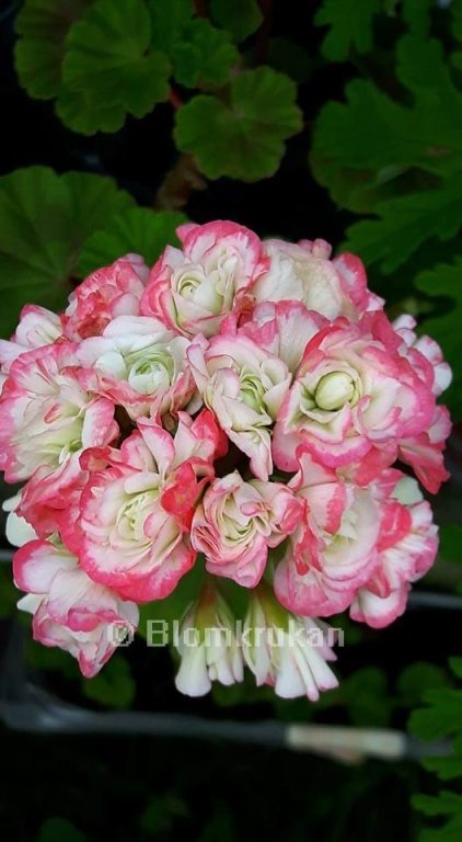 Pelargon APPLEBLOSSOM ROSEBUD (409537879) ᐈ Köp på Tradera