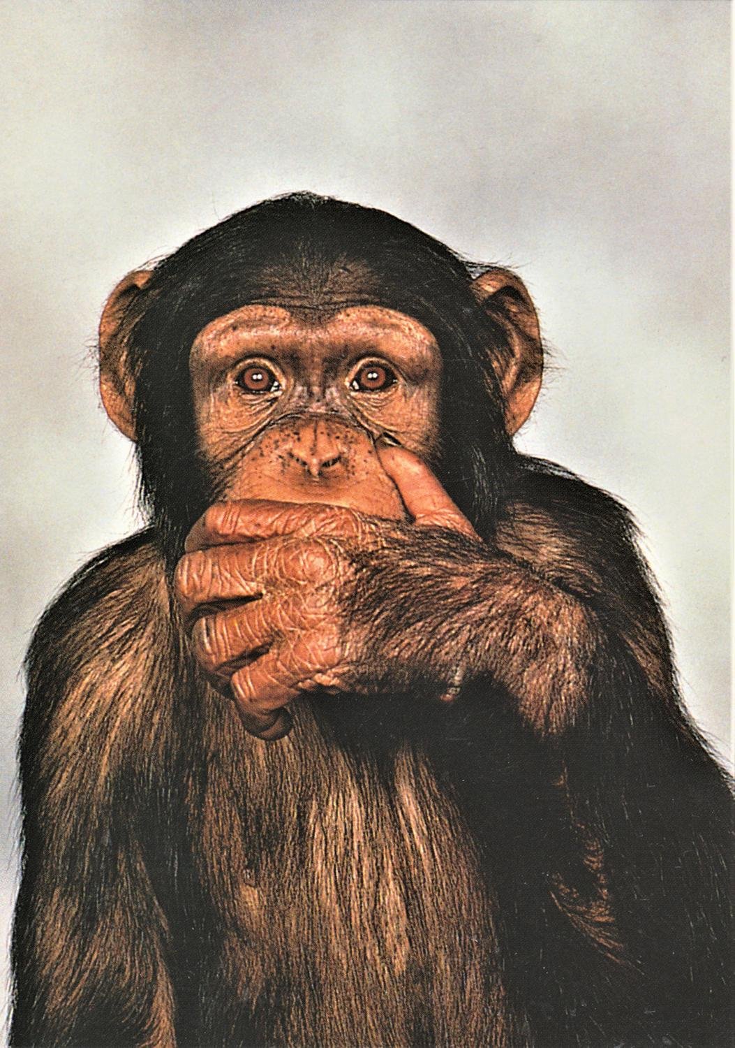 CHIMPANZ 397355365 K p P Tradera