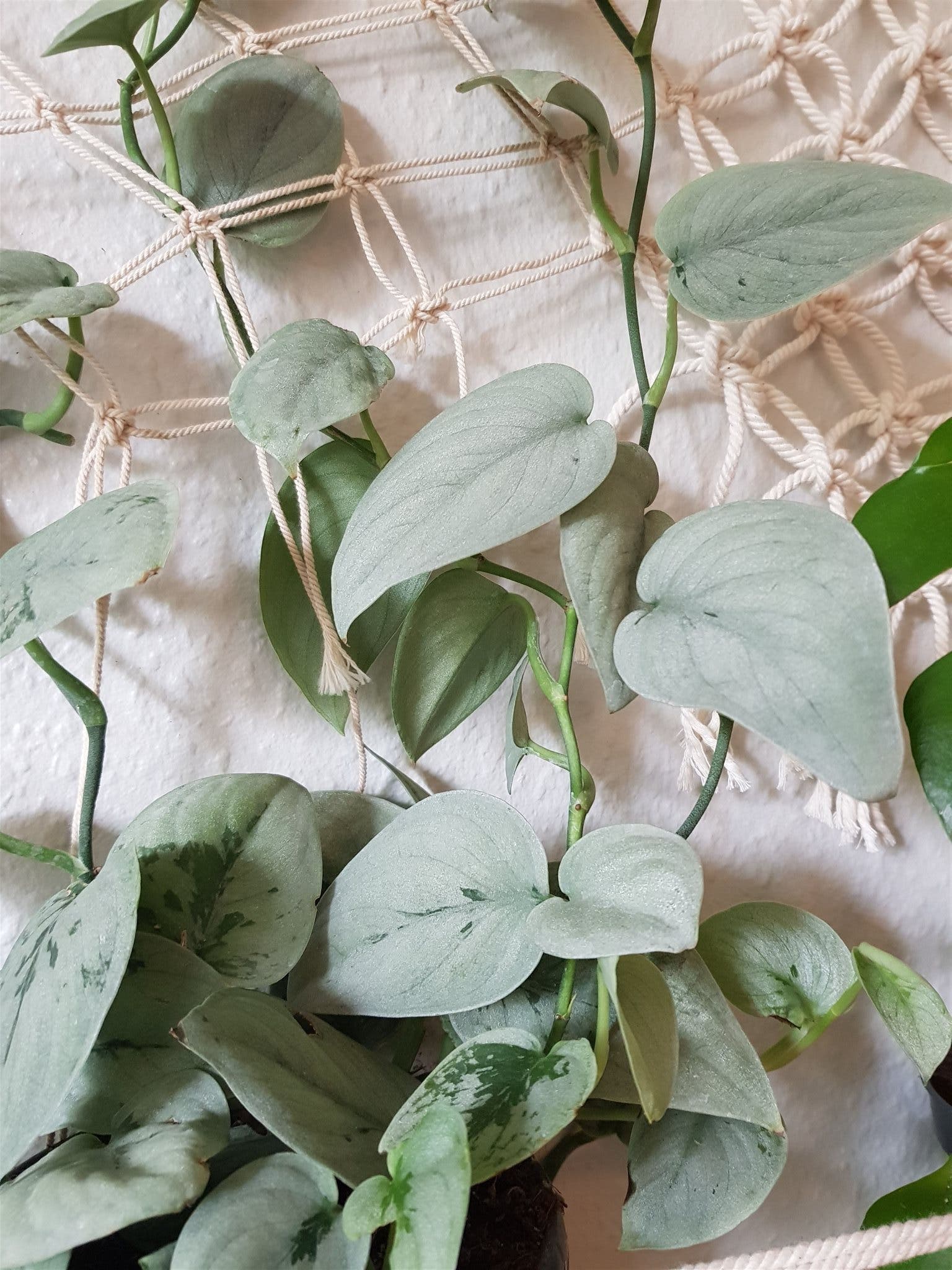 Philodendron Scindapsus pictus 'Silver Ann' (326953633) ᐈ Köp på Tradera