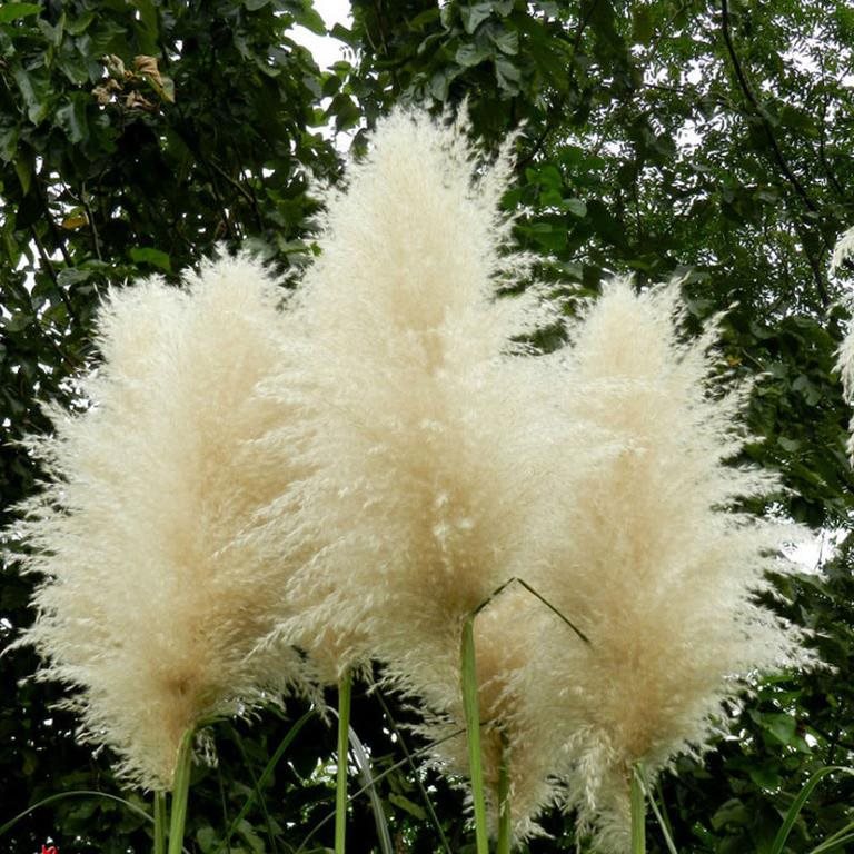 Helt Nya 500 st Frön Pampasgräs vita Cortaderia Cortaderia Cortaderia selloana 94ae65 Helt Nya 500 st Frön Pampasgräs vita Cortaderia Cortaderia Cortaderia selloana 94ae65