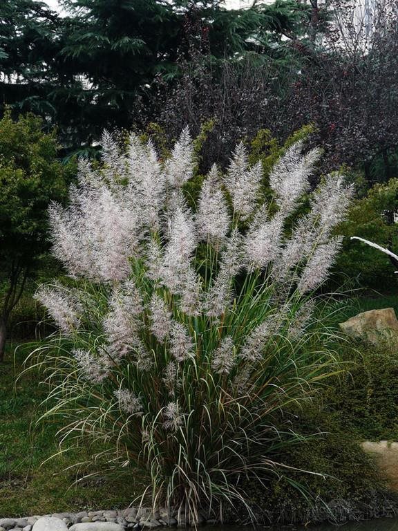 Helt Nya 500 st Frön Pampasgräs vita Cortaderia Cortaderia Cortaderia selloana 94ae65 Helt Nya 500 st Frön Pampasgräs vita Cortaderia Cortaderia Cortaderia selloana 94ae65