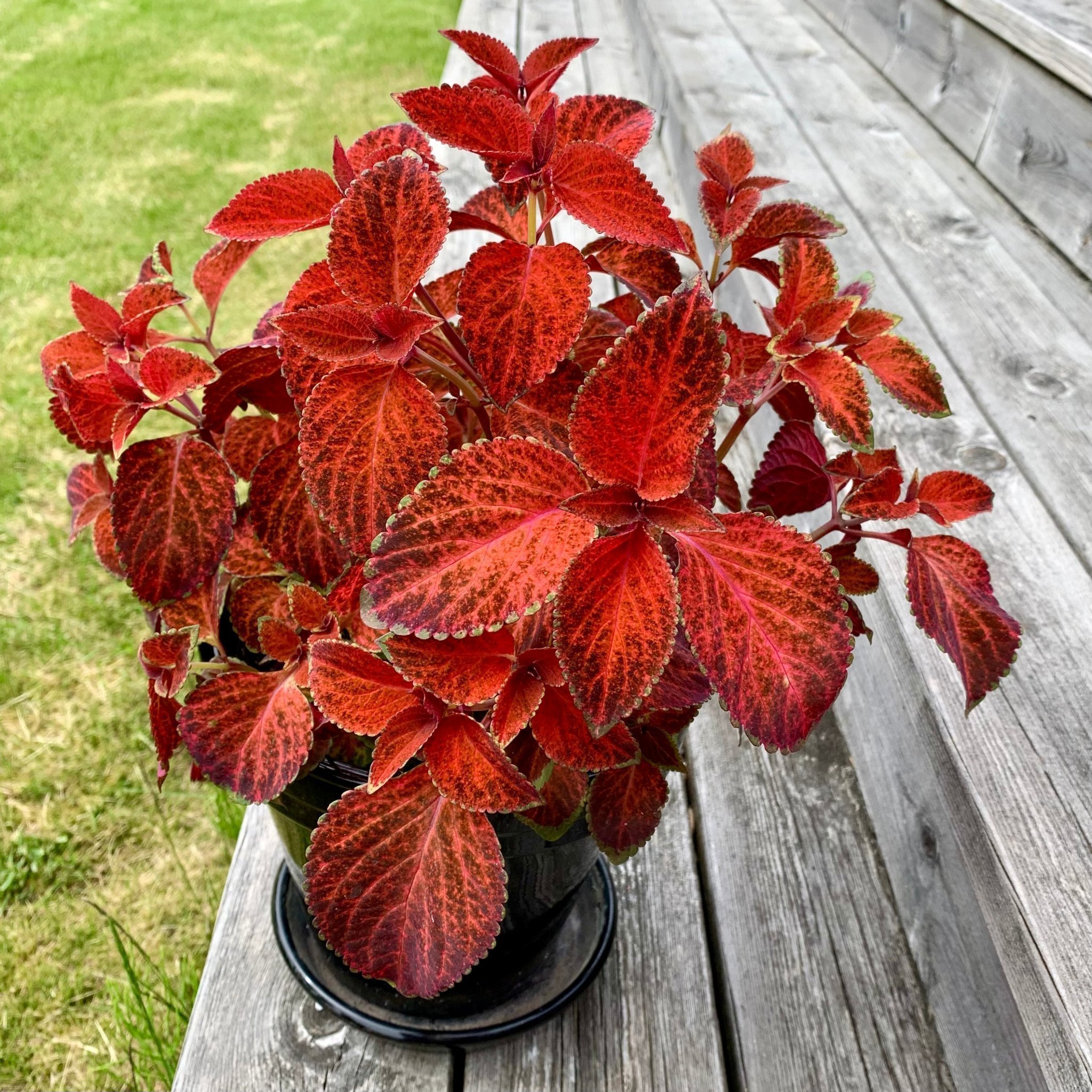 Palettblad Coleus, Wizard Sunset, Rotad Stickli.. Köp på Tradera