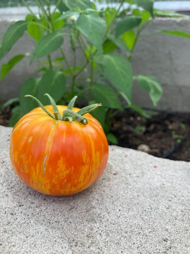 Tomate beef Plan 9 from outer space disponible en Suecia