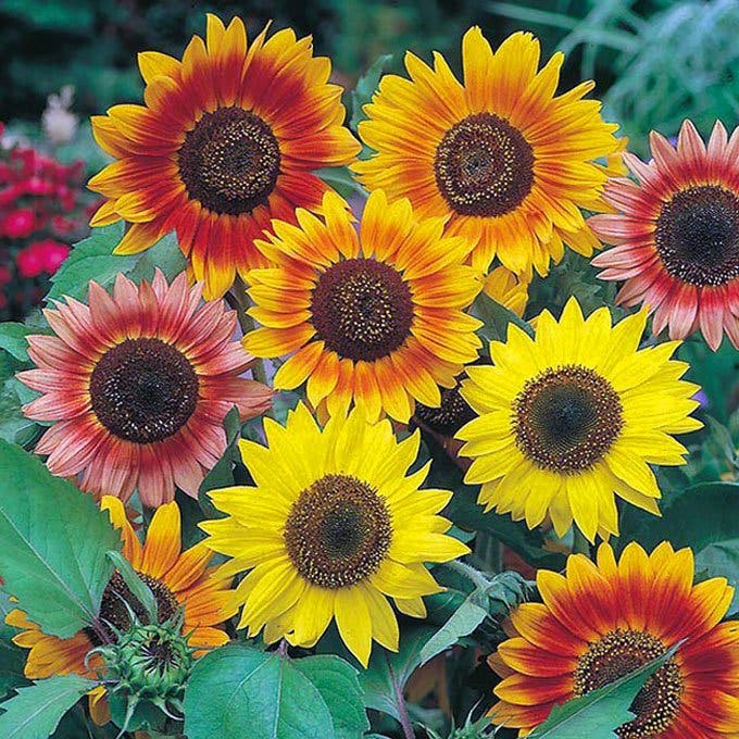 Solros, Autumn Beauty 10 frön | Köp på Tradera (299499179)