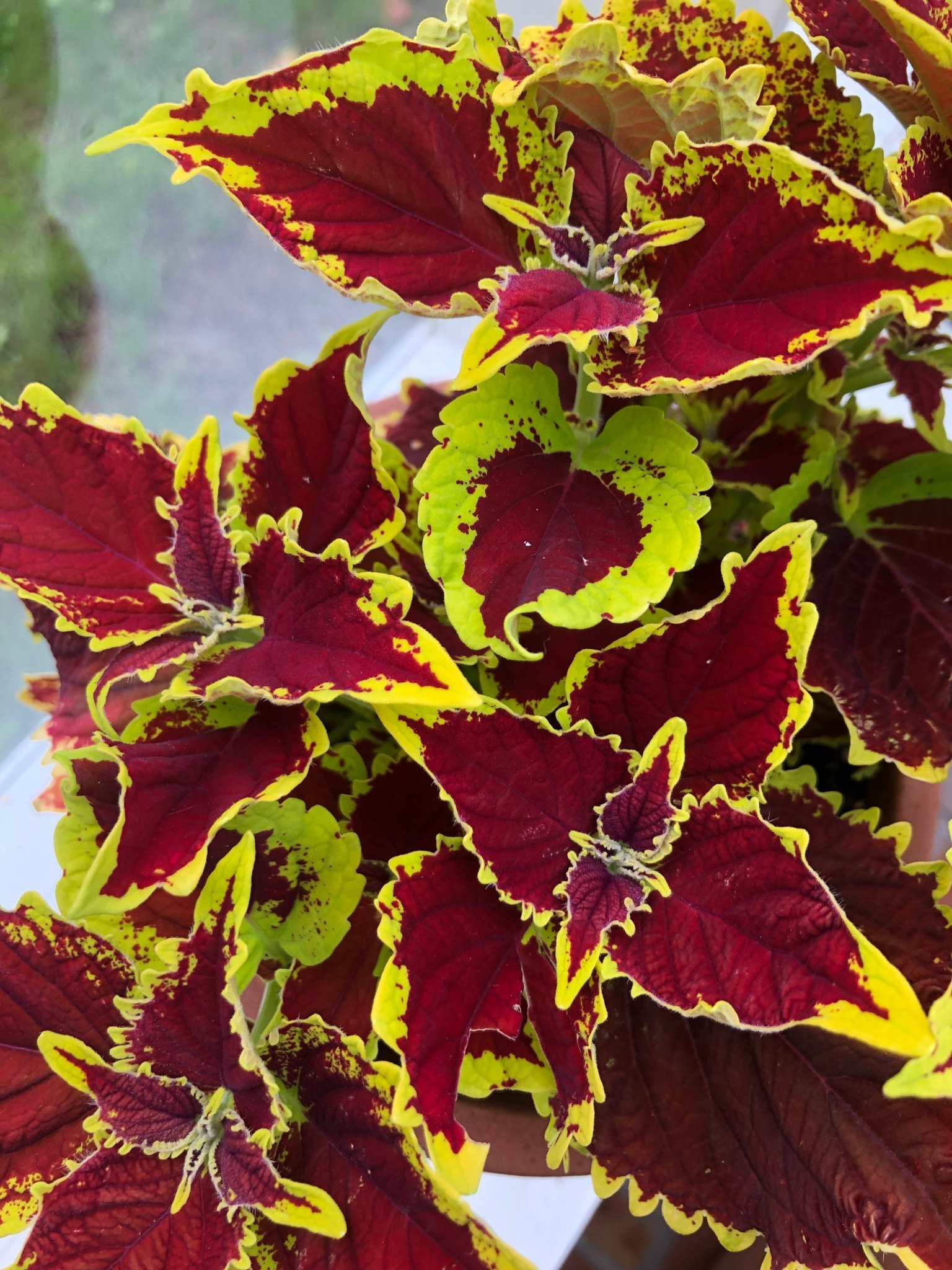 Palettblad Coleus Stained Glasswork Crown J.. Köp på Tradera