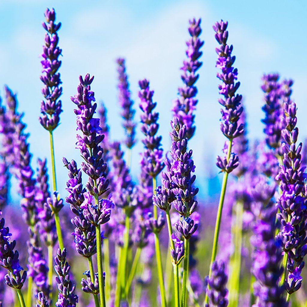 Lavendel, &amp;quot;Lavandula angustifolia&amp;quot;, frö 20 st f.. (402409693) ᐈ Köp på ...