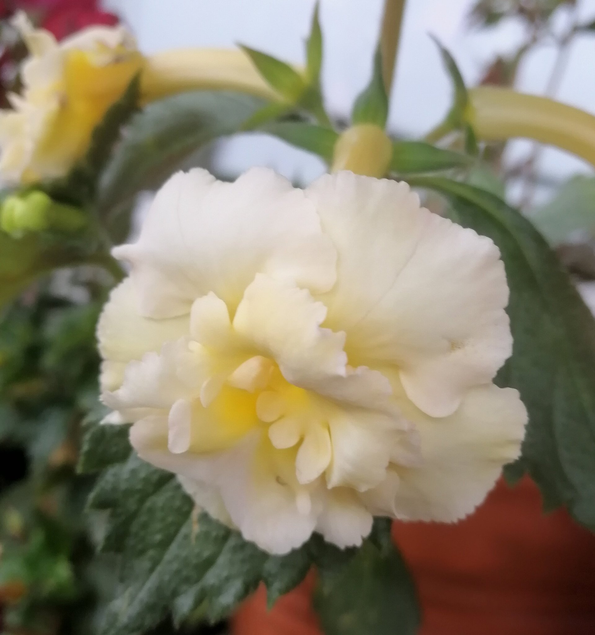 Achimenes Femöring 'Yellow English Rose' | Köp på Tradera (589025552)