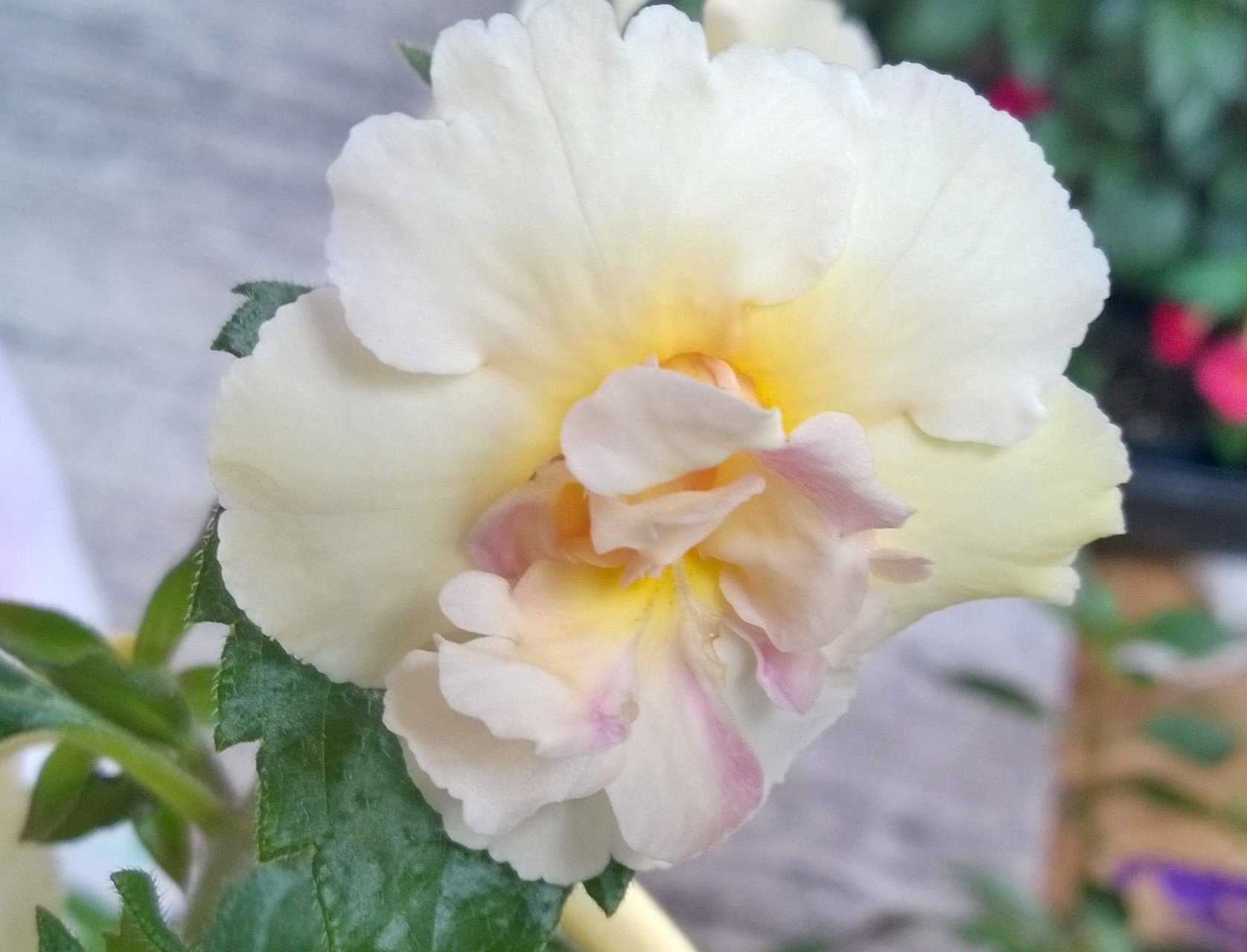Achimenes Femöring 'Yellow English Rose' | Köp på Tradera (589025552)