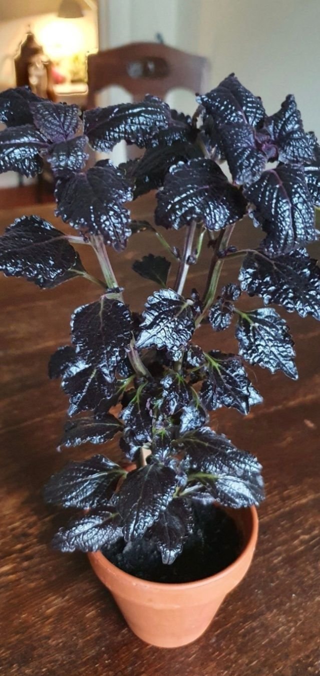 Palettblad Coleus Shiny shoes