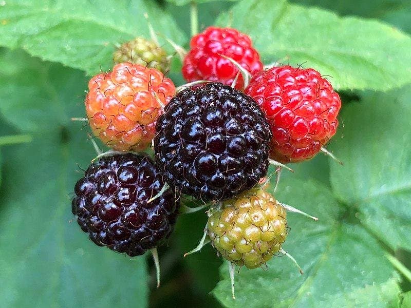 Svart Hallon, Rubus occidentalis, bär Ekologisk.. | Köp på Tradera ...