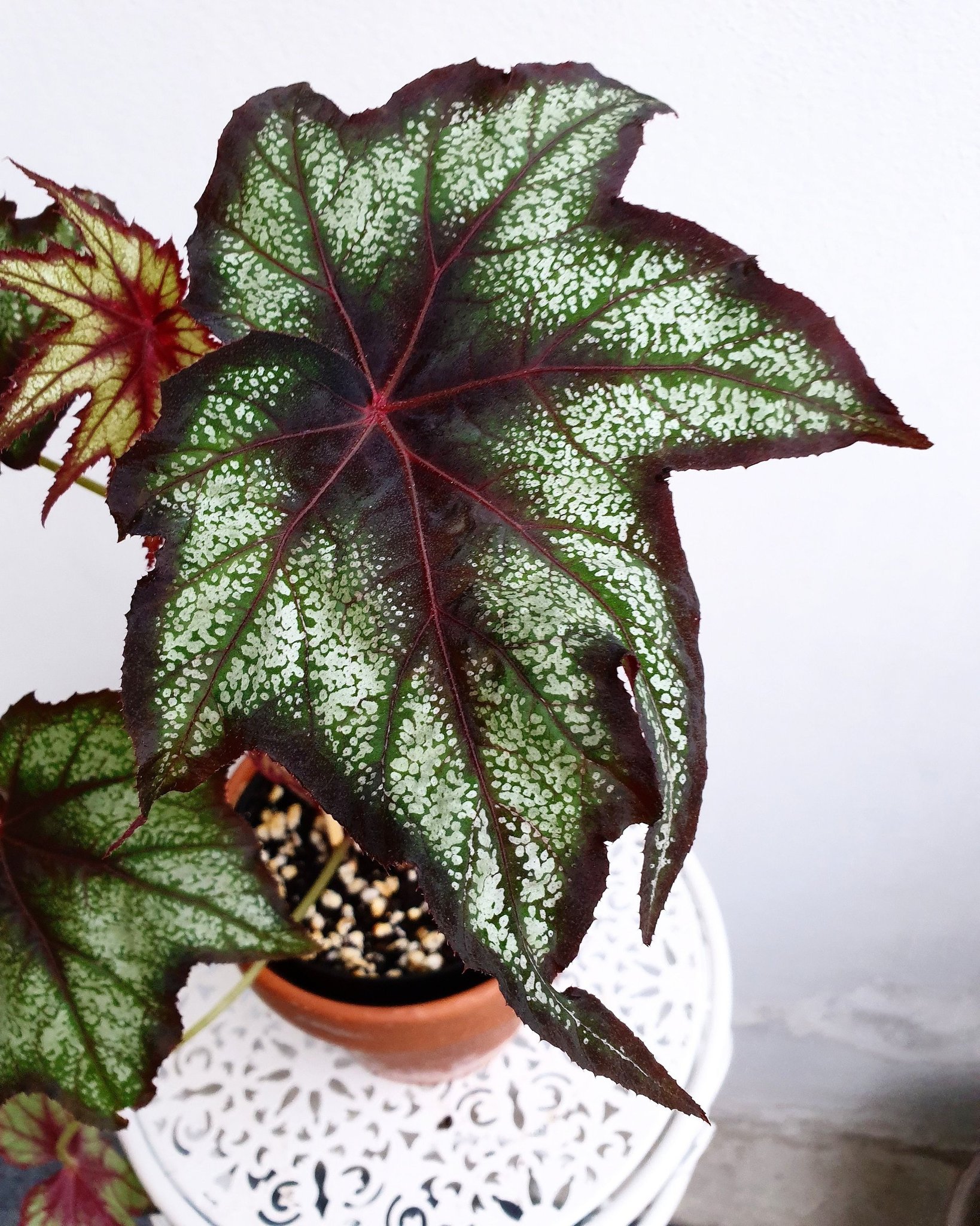 Begonia LITTLE BROTHER MONTGOMERY - ovanlig! (411228708) ᐈ ...