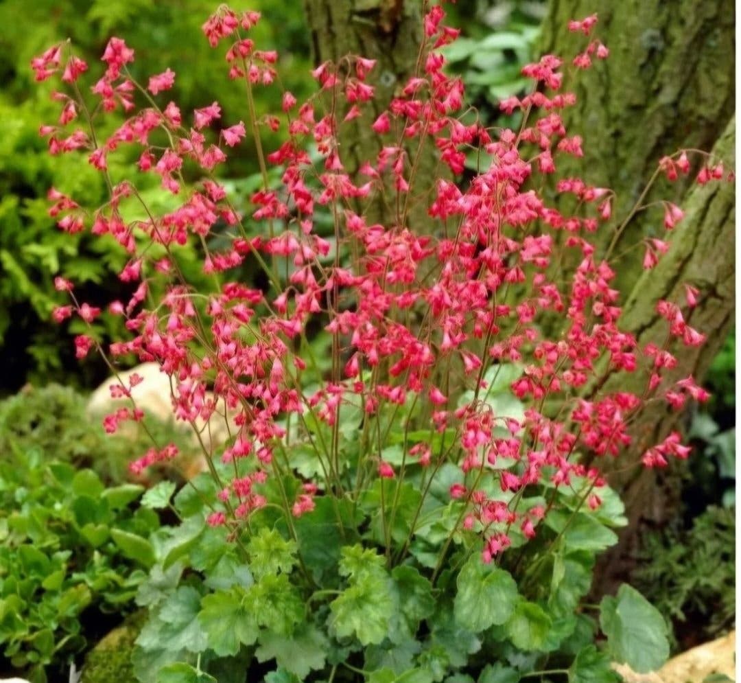 1 st rosa Alunrot planta, perenn växt med rot | Köp på Tradera (674920784)