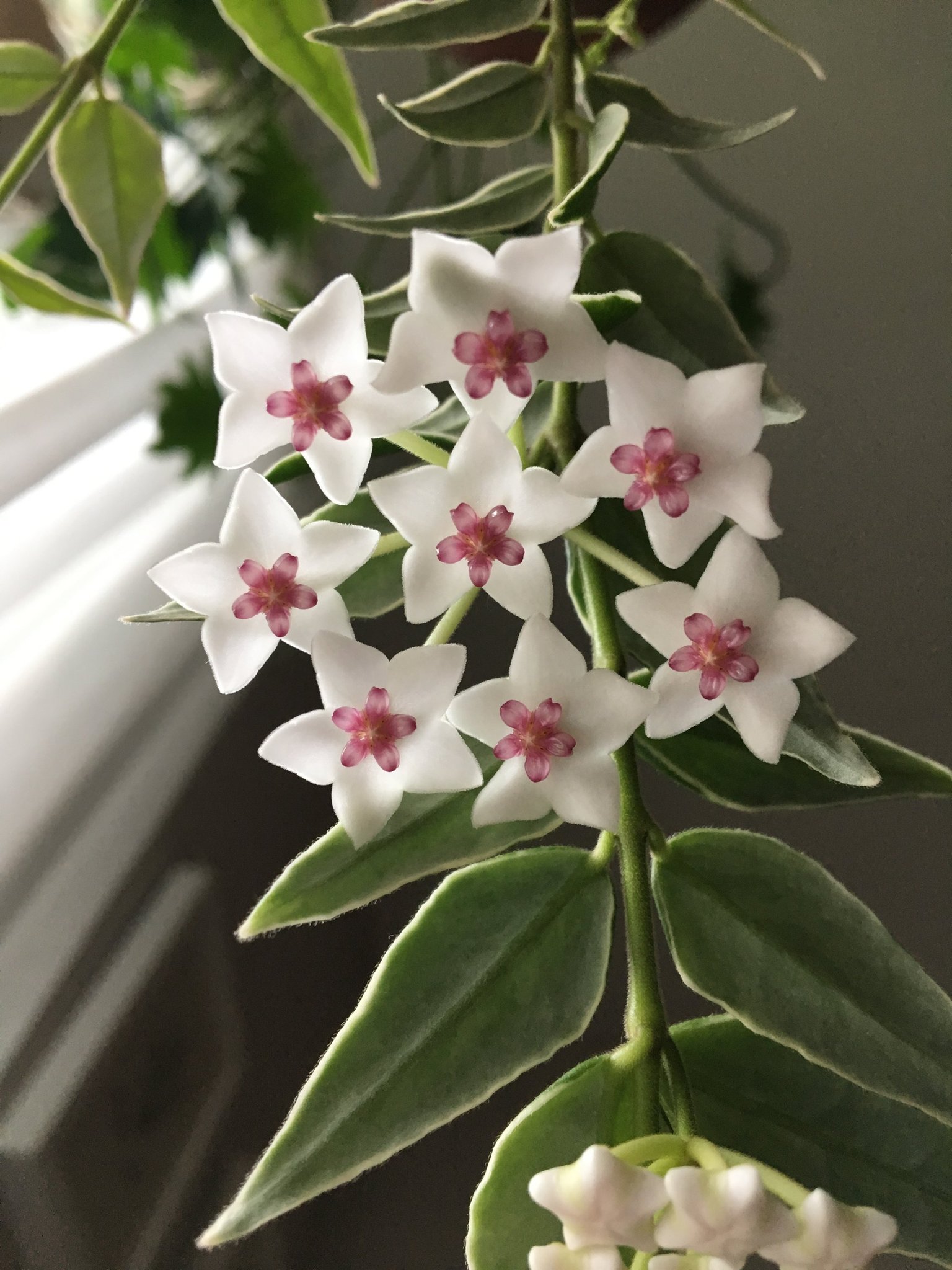 Hoya bella albomarginata, variegerad Hoya bella (406333366) ᐈ Köp på