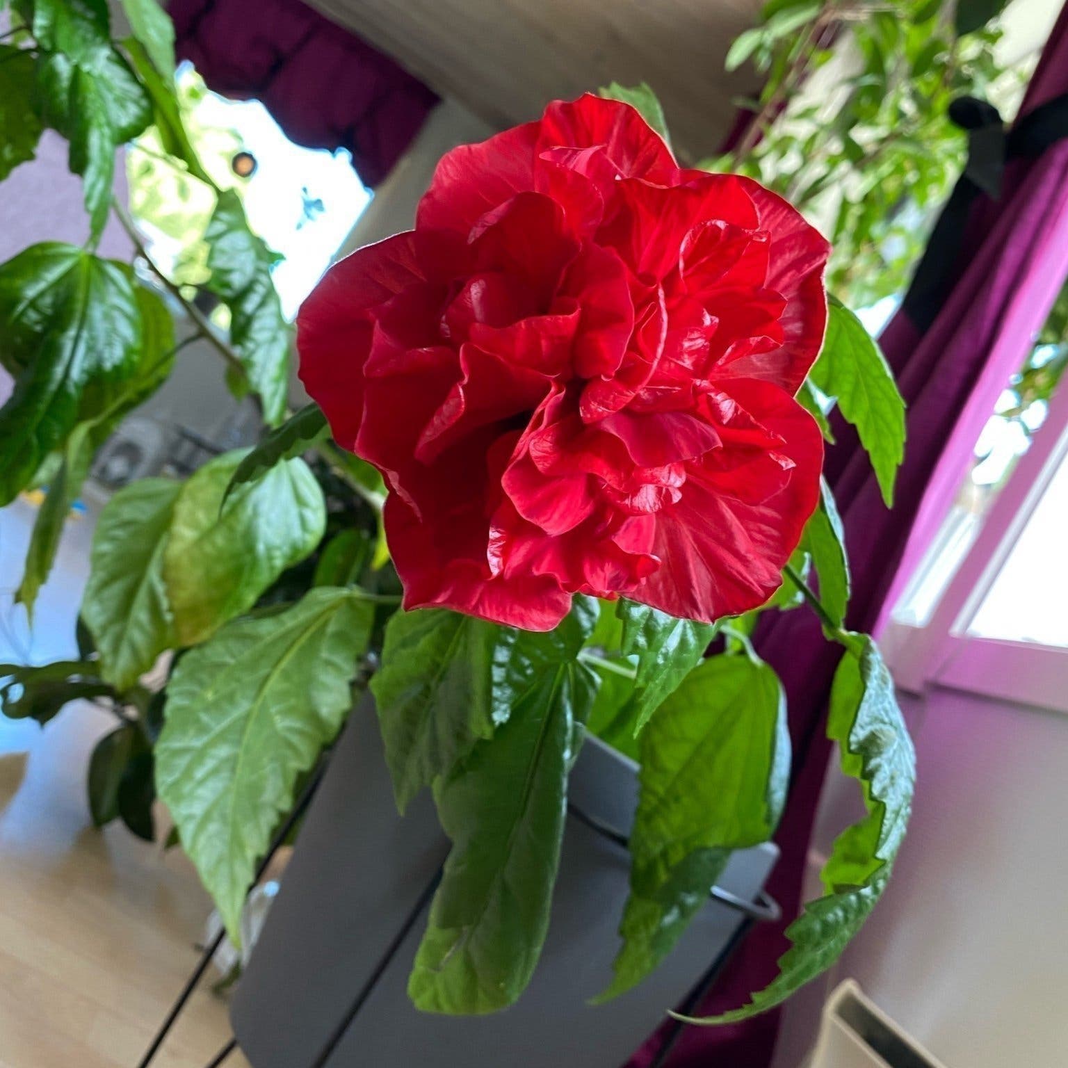 Stor planta. Hibiskus dubbel röd. Gammal sort. .. | Köp på Tradera ...