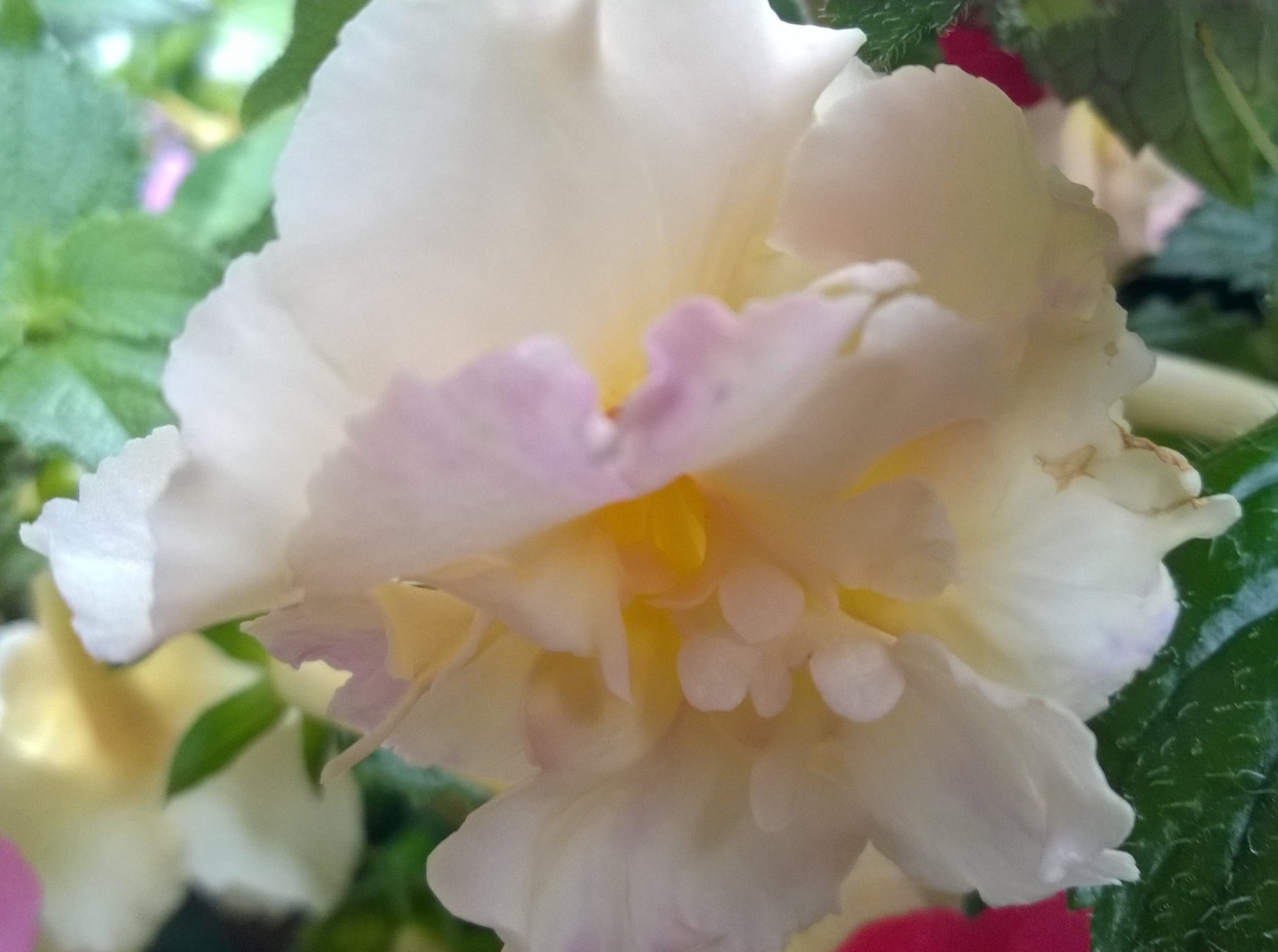 Achimenes Femöring 'Yellow English Rose' (416757744) ᐈ Köp på Tradera