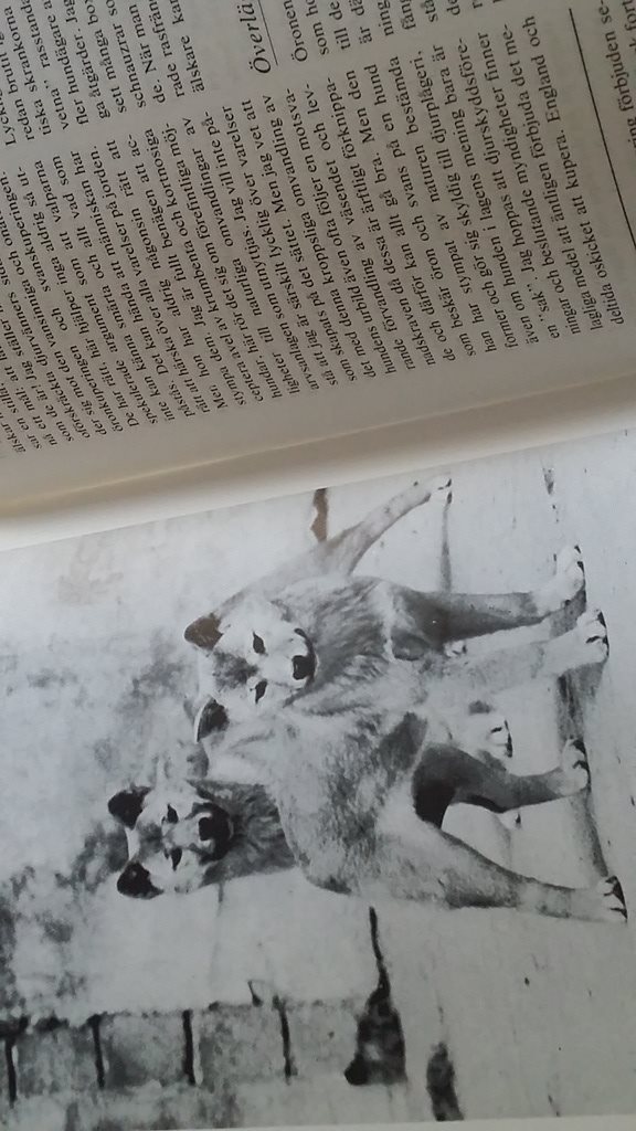 bok Hund Sådan Sådan Sådan är din hund c13192 bok Hund Sådan Sådan Sådan är din hund c13192
