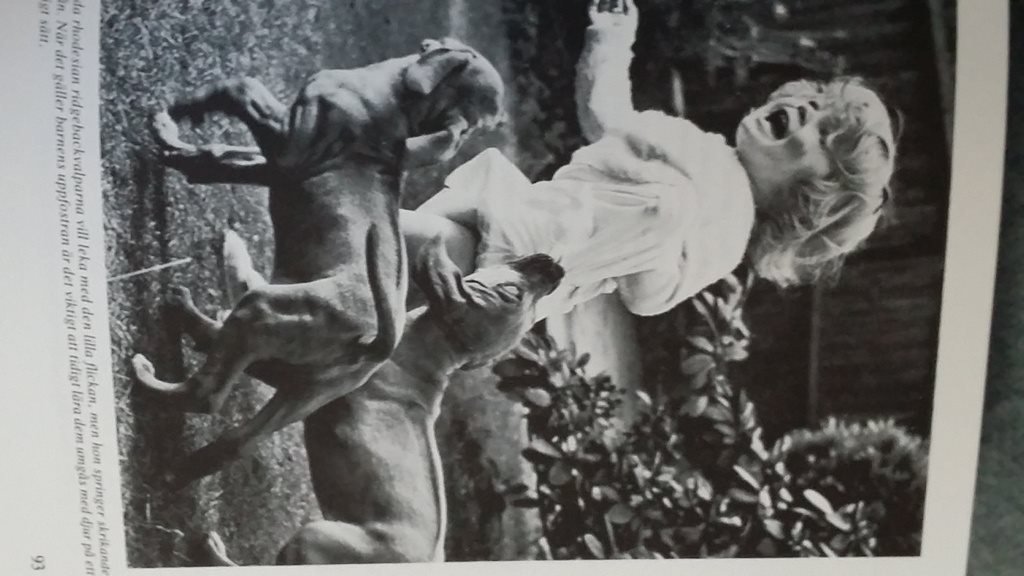 bok Hund Sådan Sådan Sådan är din hund c13192 bok Hund Sådan Sådan Sådan är din hund c13192