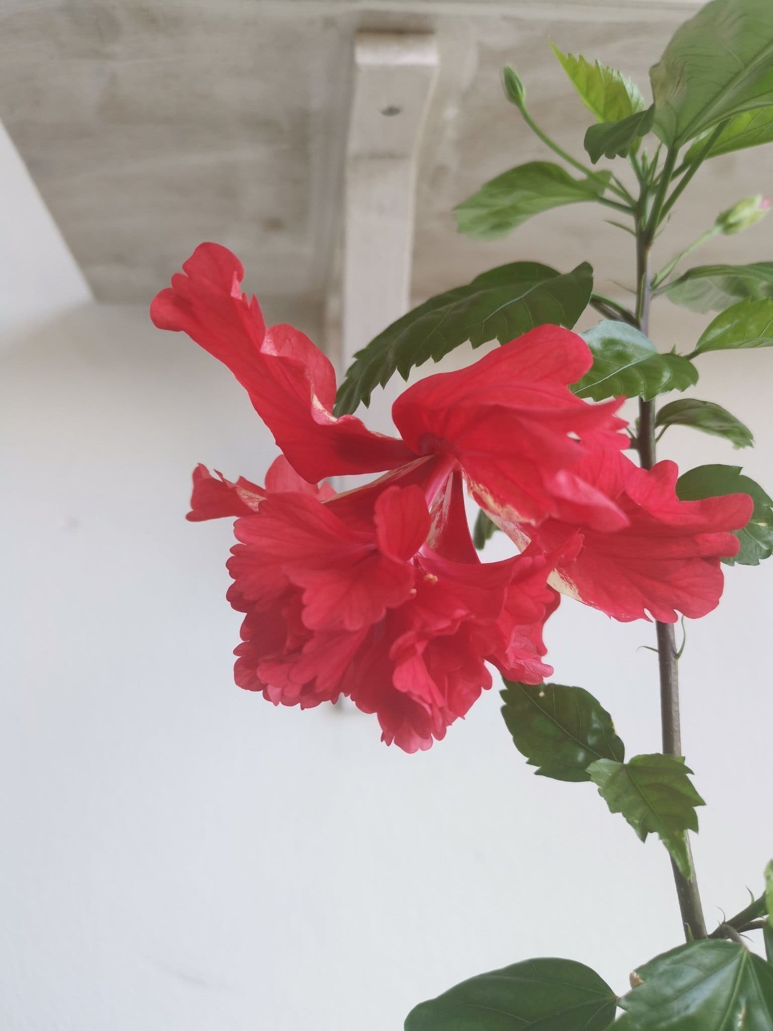 El Capitolio Röd Blomma med tofs! ..Hibiskus ro.. | Köp på Tradera ...