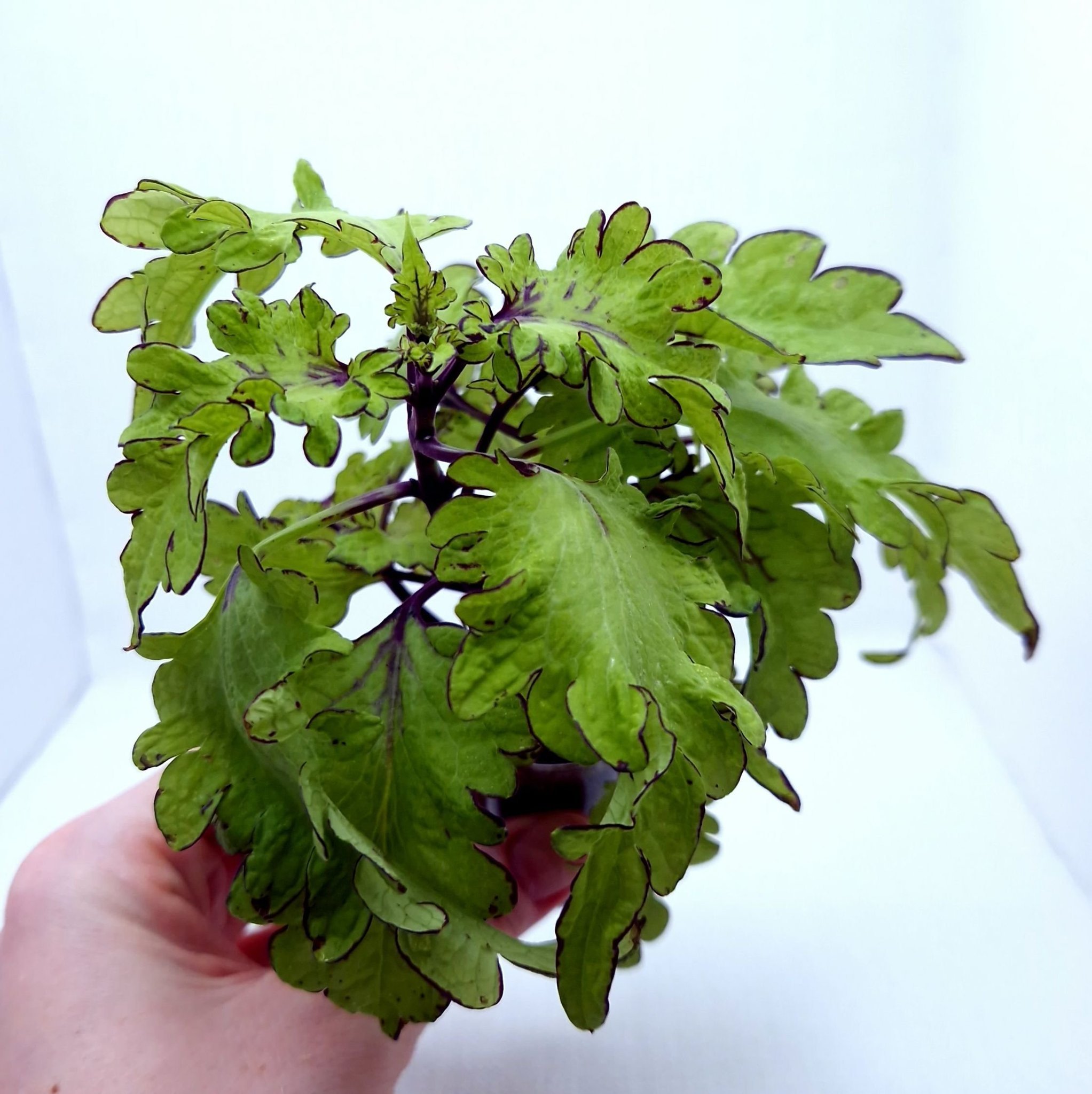 Coleus ‘Rodeo Drive’ - Ung planta (palettblad) | Köp på Tradera (574922526)