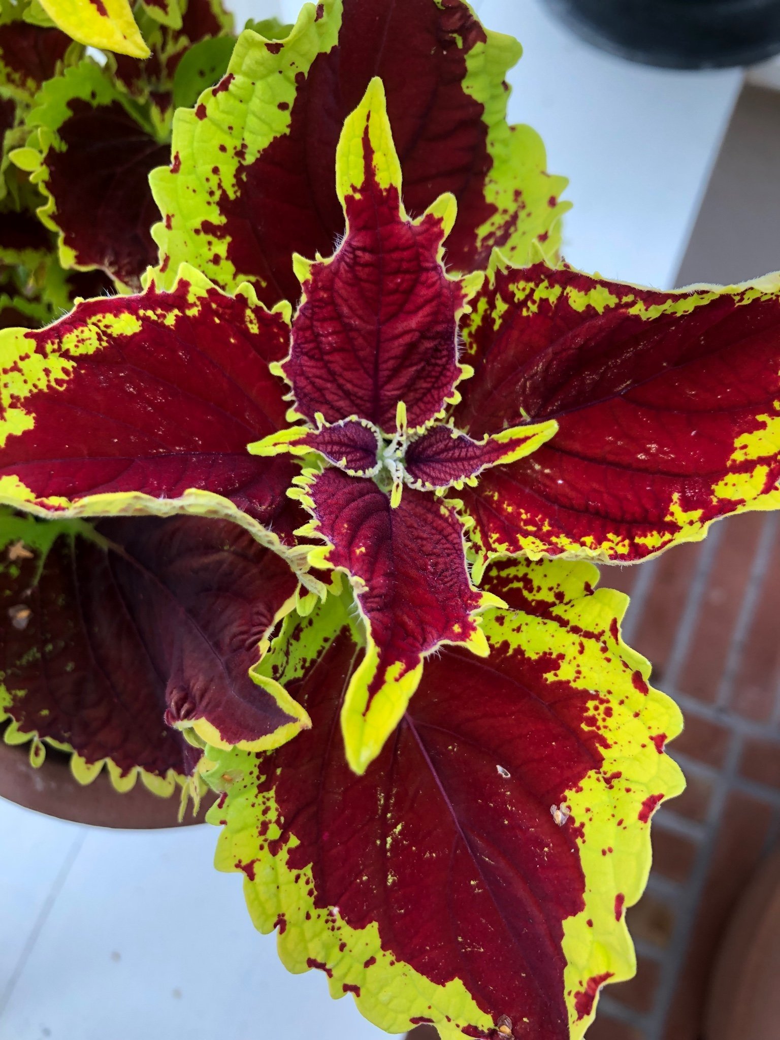 Palettblad Coleus Stained Glasswork Crown J.. Köp på Tradera