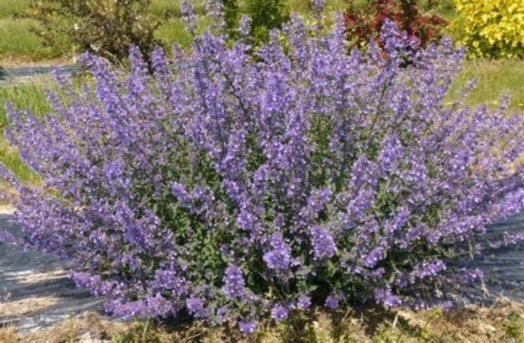 Blå hög Nepeta - 70-100 cm. Minst 30 frön. PERE.. | Köp på Tradera ...