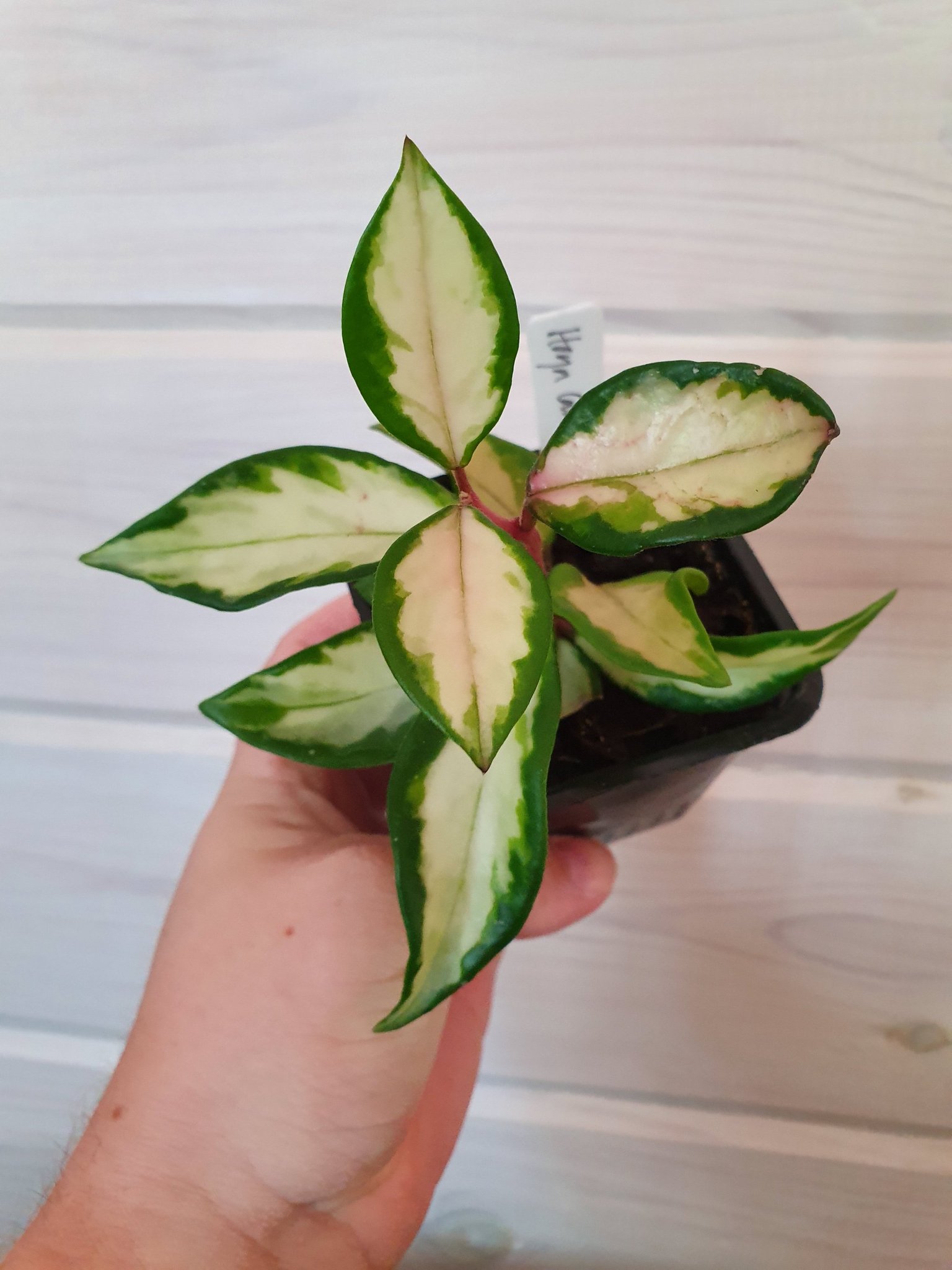 Hoya Carnosa Krimson Princess (Hoya tricolor) (366397902 ...