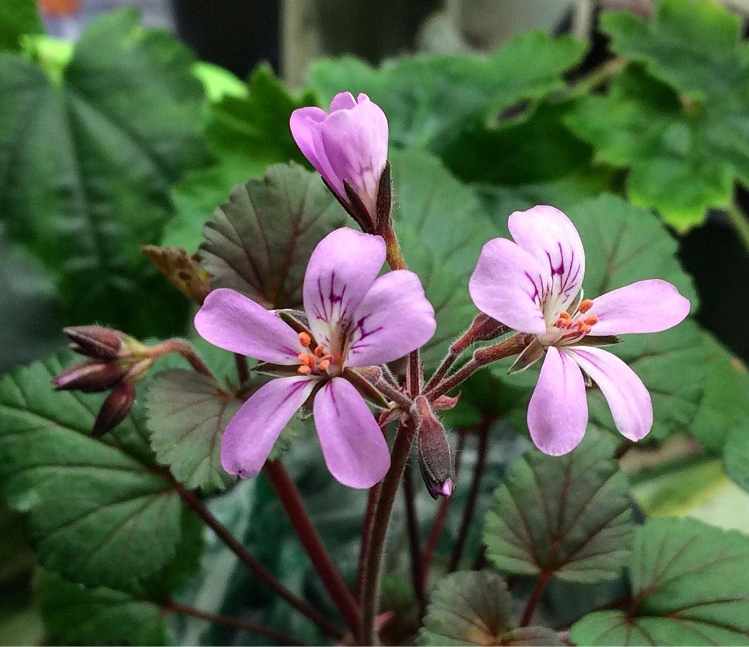 P. HELMSII - P. australe Wildpelargonie mit rotem Stiel, 5 Samen