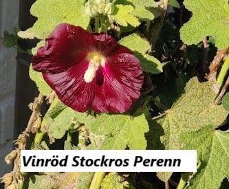 Vinröd Stockros Perenn 500 frön | Köp på Tradera (689884375)