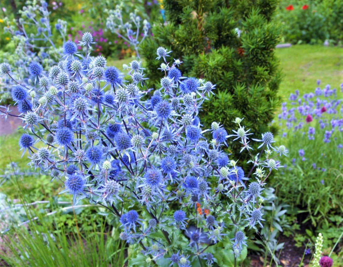 Rysk Martorn Eryngium Blue Glitter 10 plantor Köp på Tradera (593016653)
