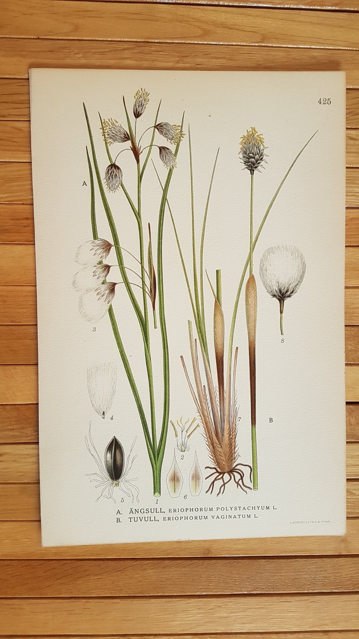 Antik Botanisk Plansch 425 Ängsull Tuvull Myr N ...