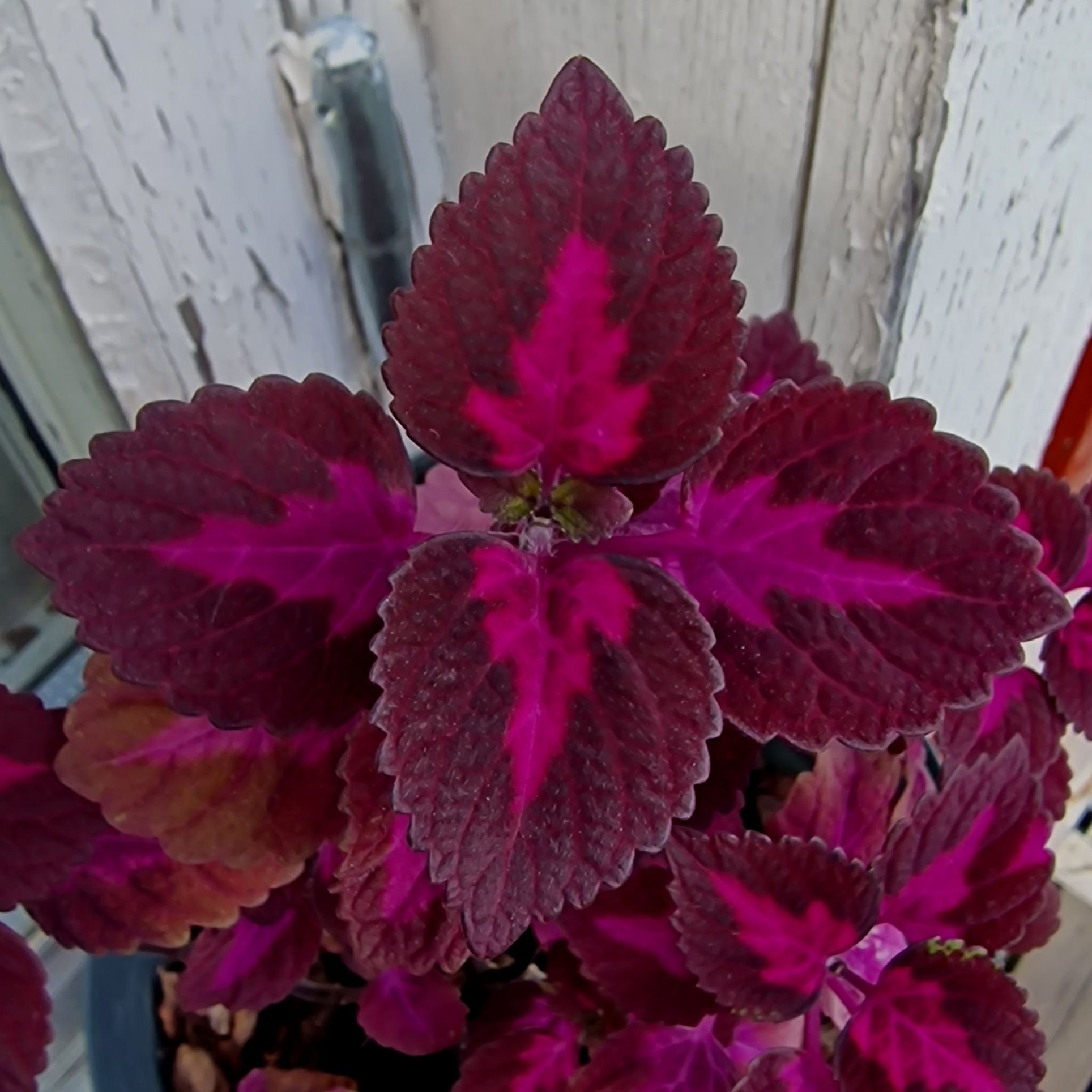 Palettblad China Rose, coleus, stickling | Köp på Tradera (605053474)