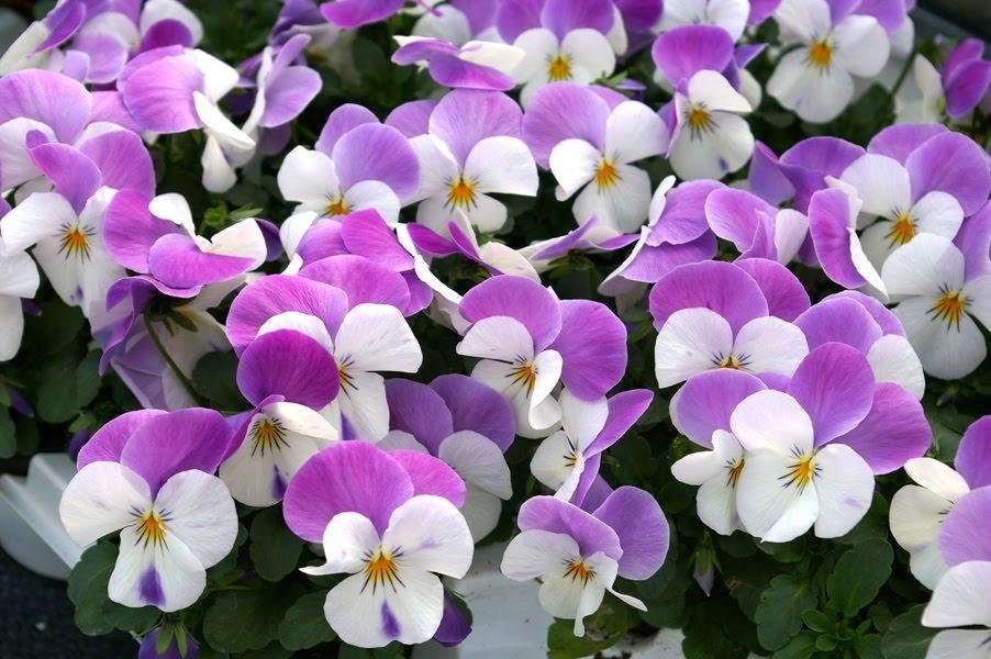 Viola Floral Power Rose Wing F1.. Köp från ullabulla0 på Tradera