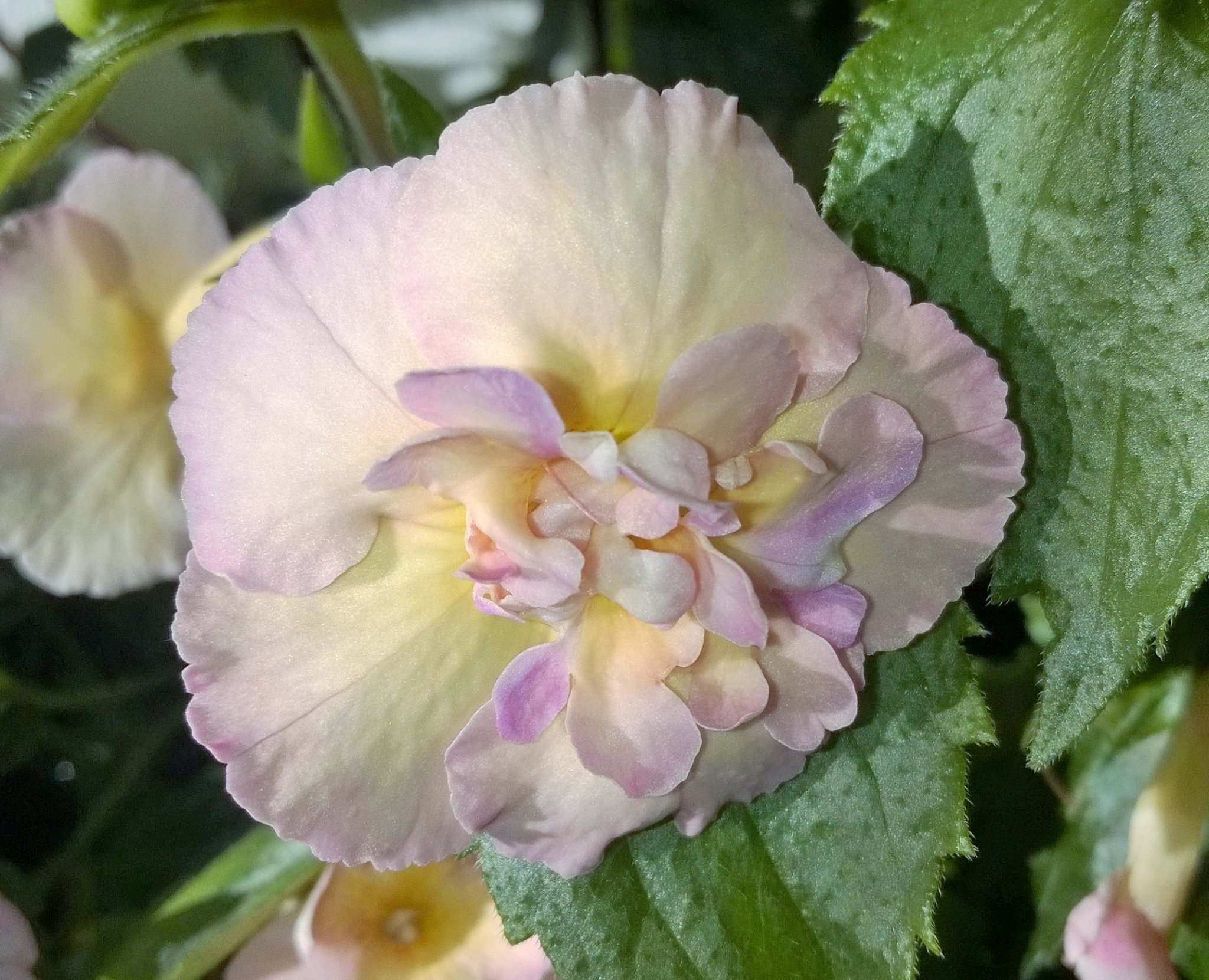Achimenes Femöring 'Yellow English Rose' (442613090) ᐈ Köp på Tradera