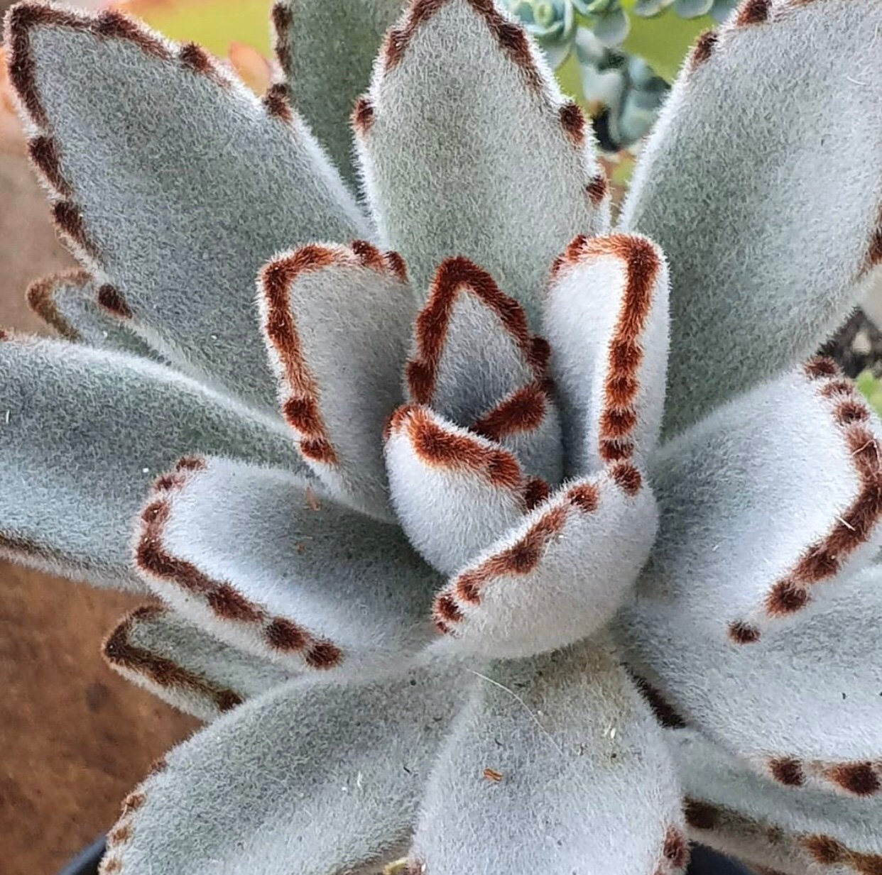 Kalanchoe tomentosa Panda Plant, Donkey Ears (408278467