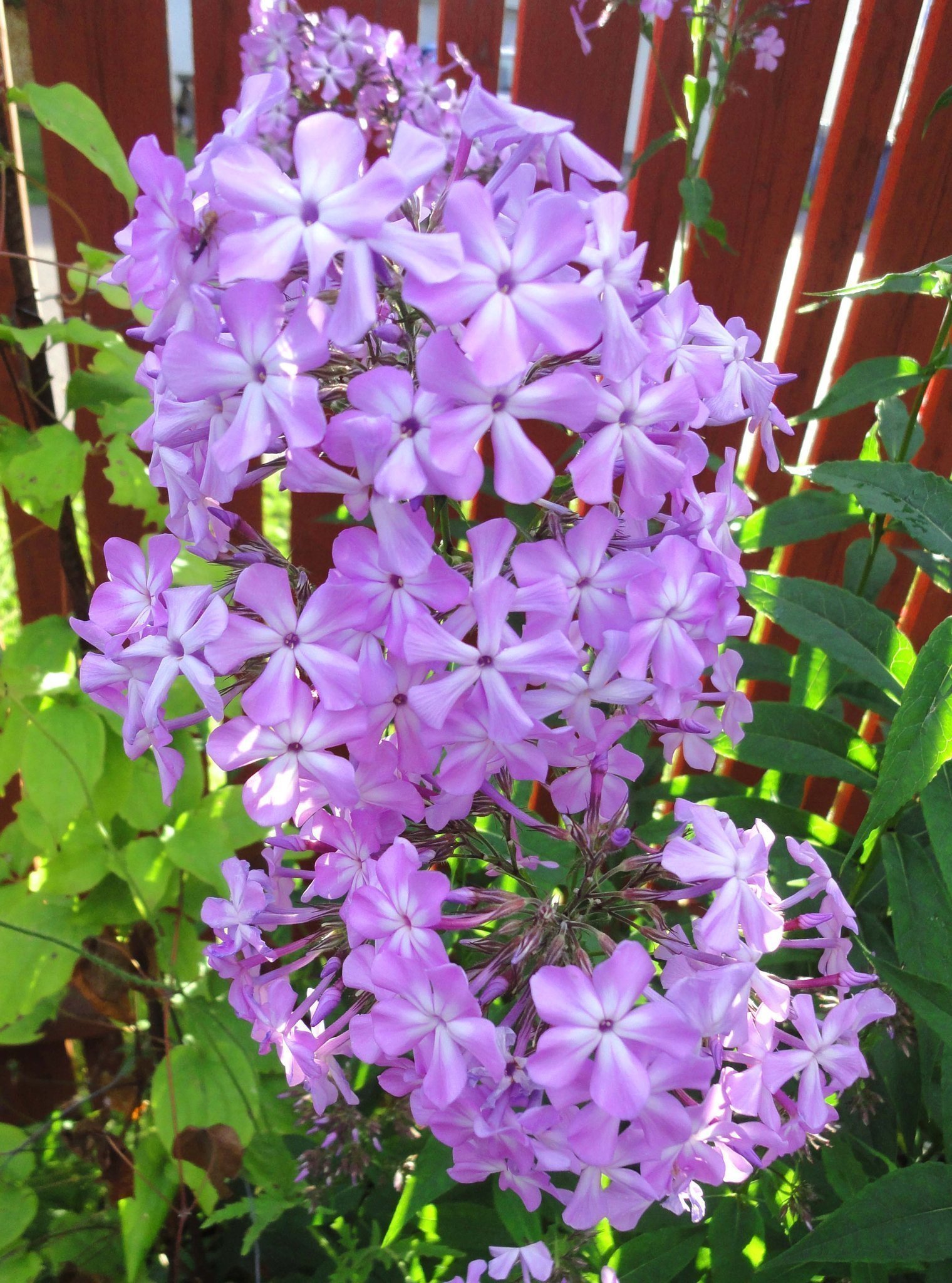 se-produkter-som-liknar-flox-alma-jansson-phlox-pan-p-tradera