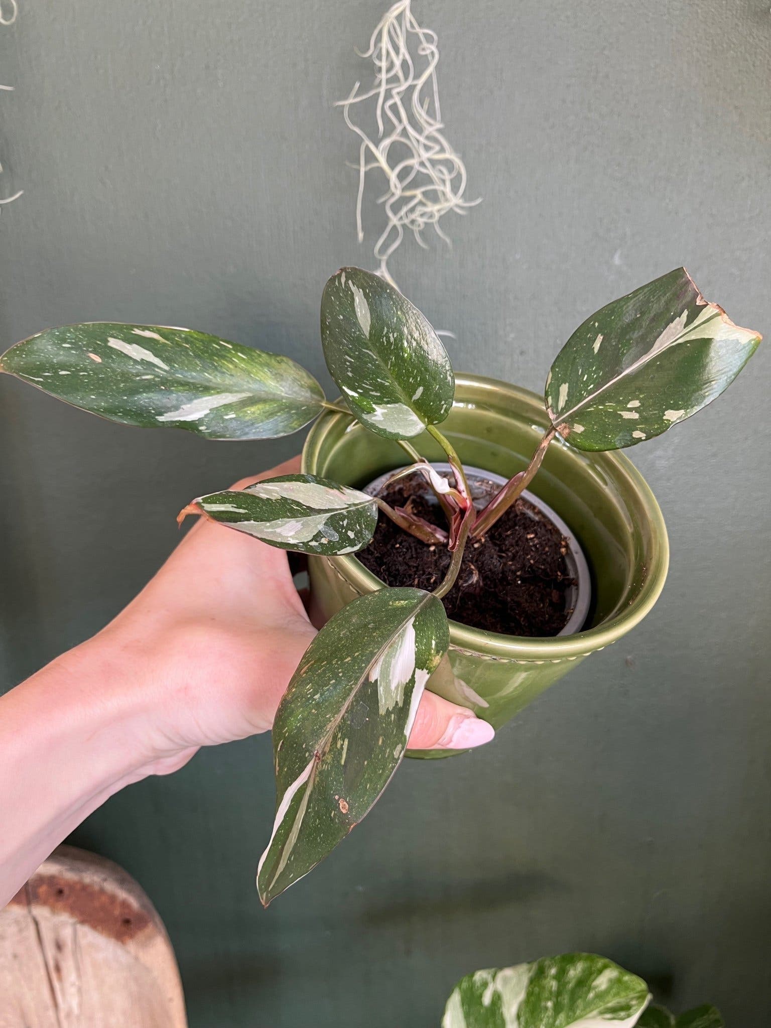 Philodendron Rd Anderson Philodendron red Anderson.. | Köp från Moreleafsplease. på Tradera ...