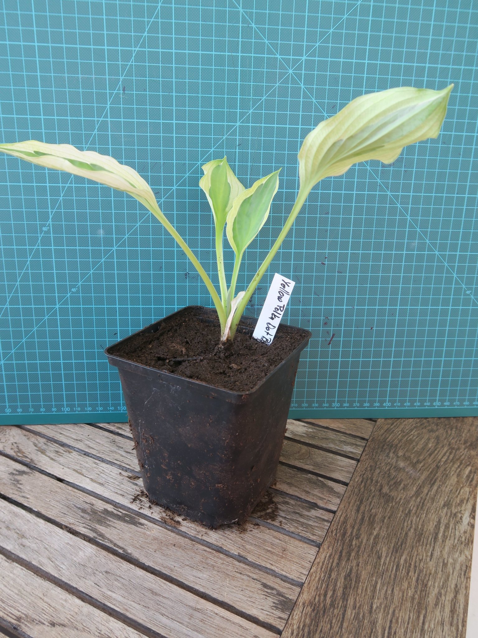Hosta Yellow Polka Dot Bikini (401595234) ᐈ Köp på Tradera