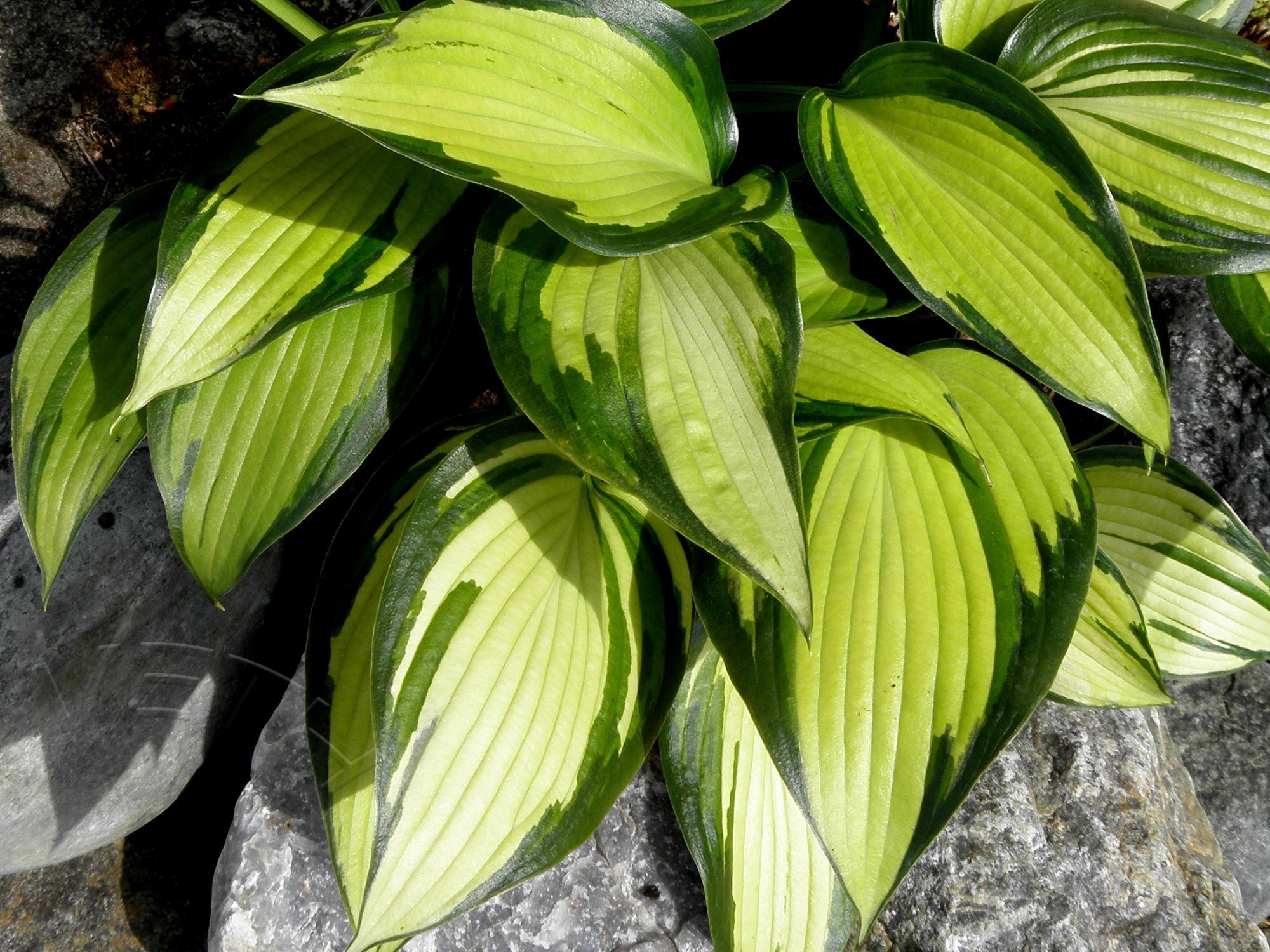HOSTA FUNKIA JUNE SPIRIT! (409540817) ᐈ Köp på Tradera