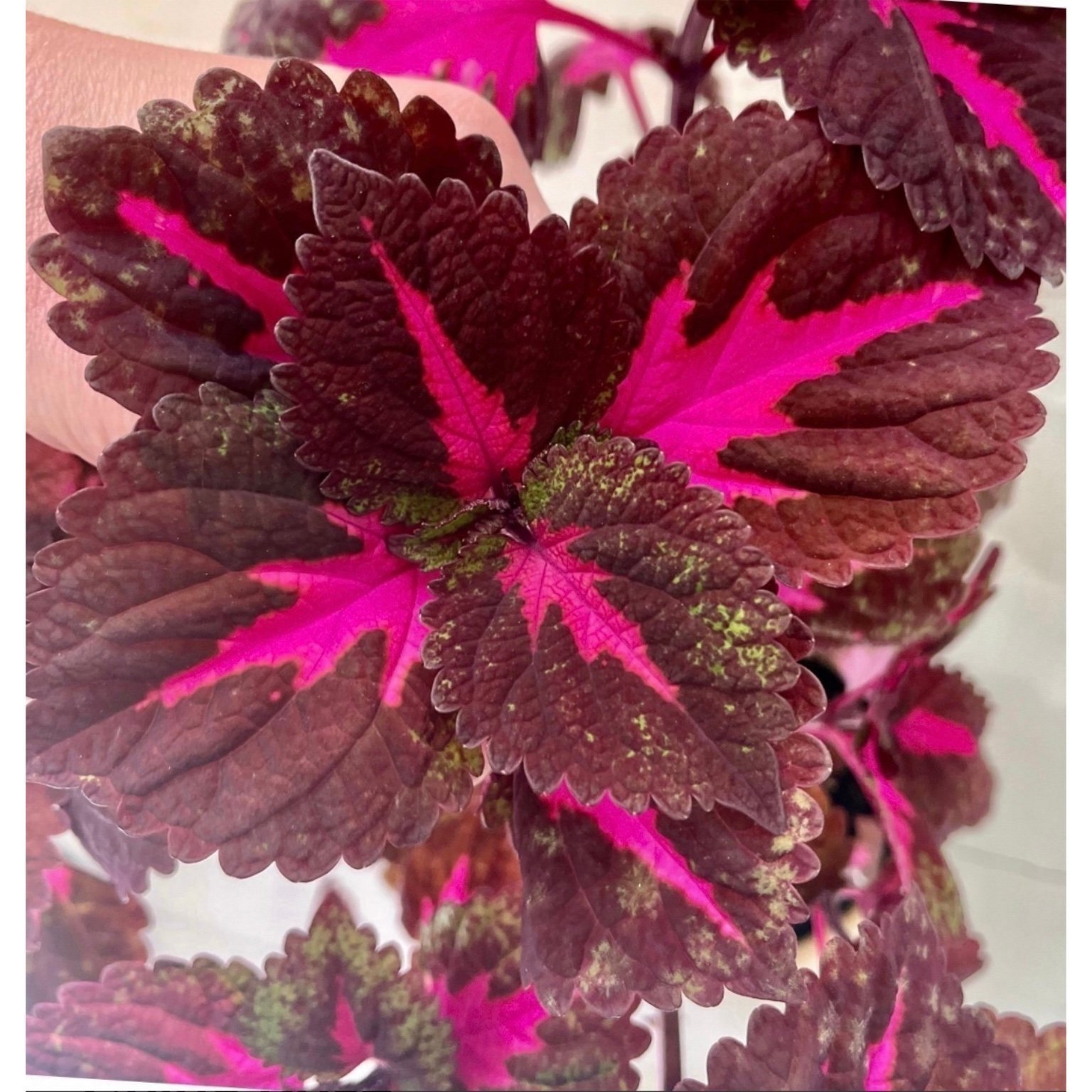 Stickling Palettblad Coleus China Rose | Köp på Tradera (597388065)