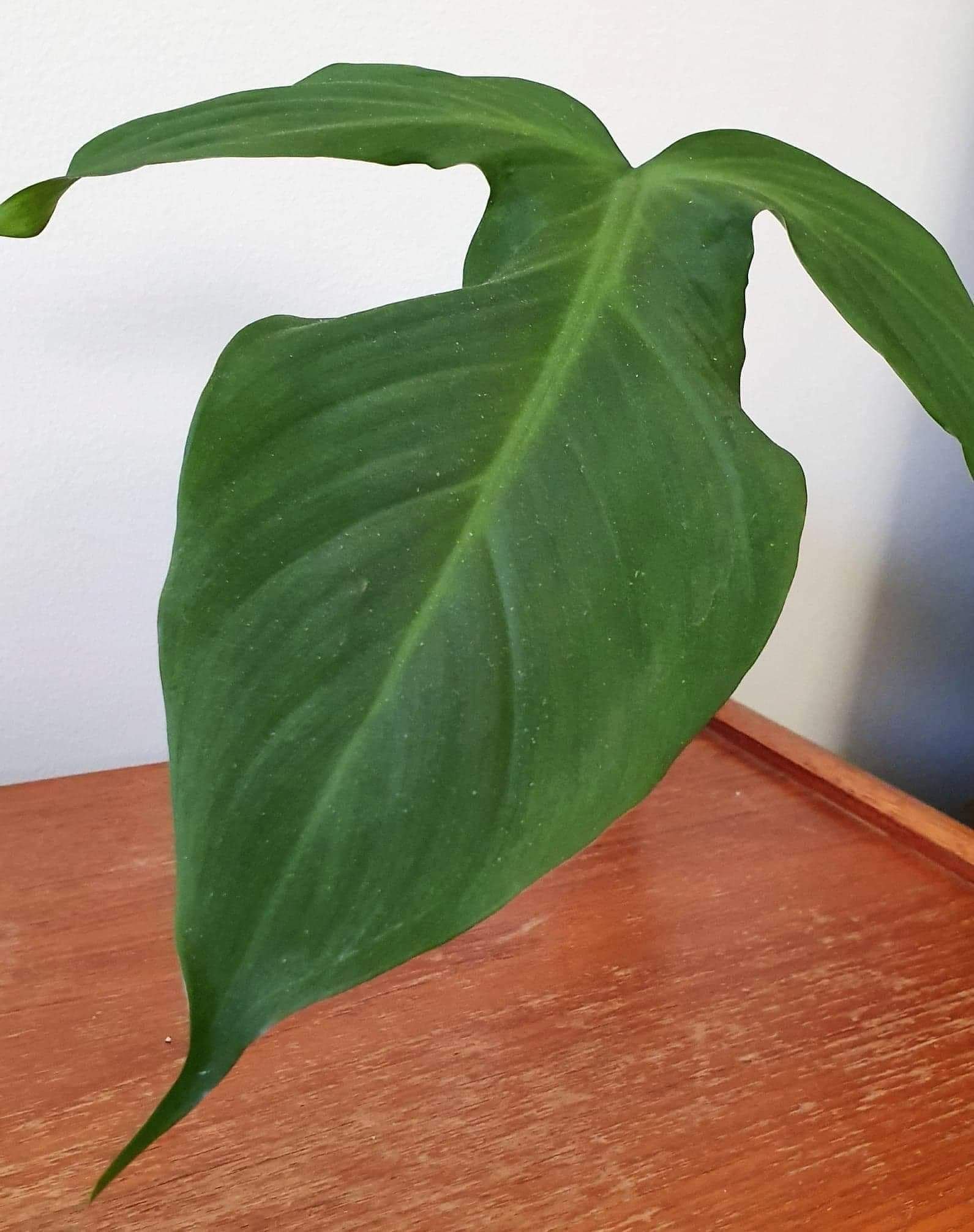 Philodendron camposportoanum rotat stamskott me.. (371470924) ᐈ Köp på