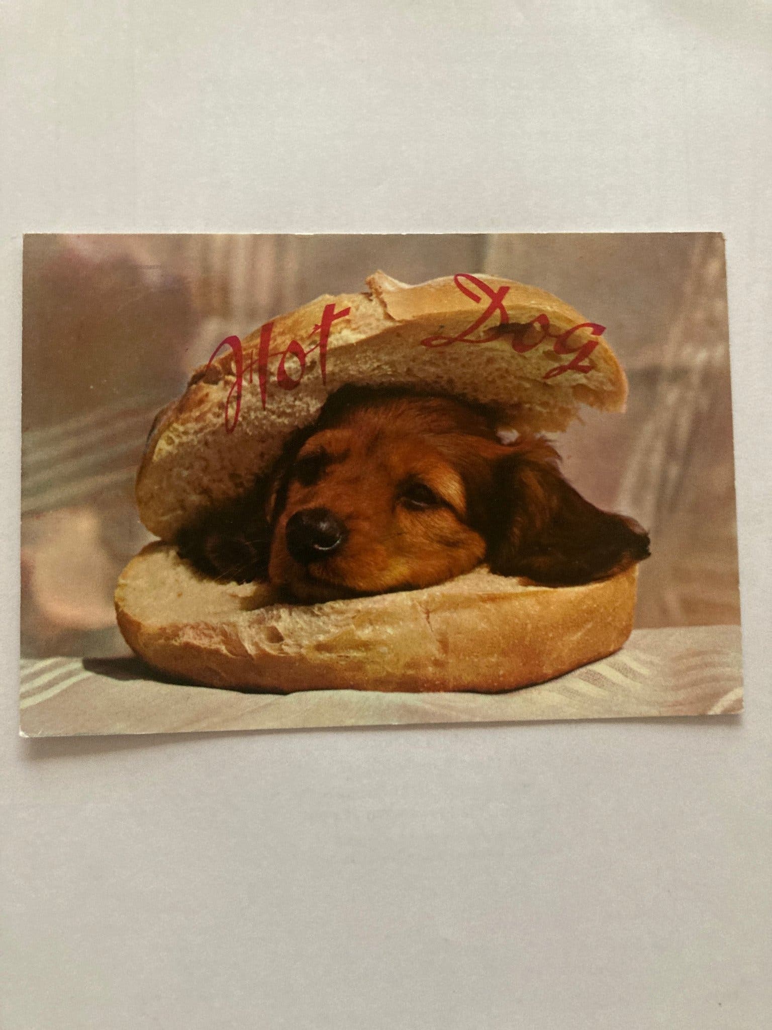 Erstaunlich Hot Dog Kostm Hund Bild
