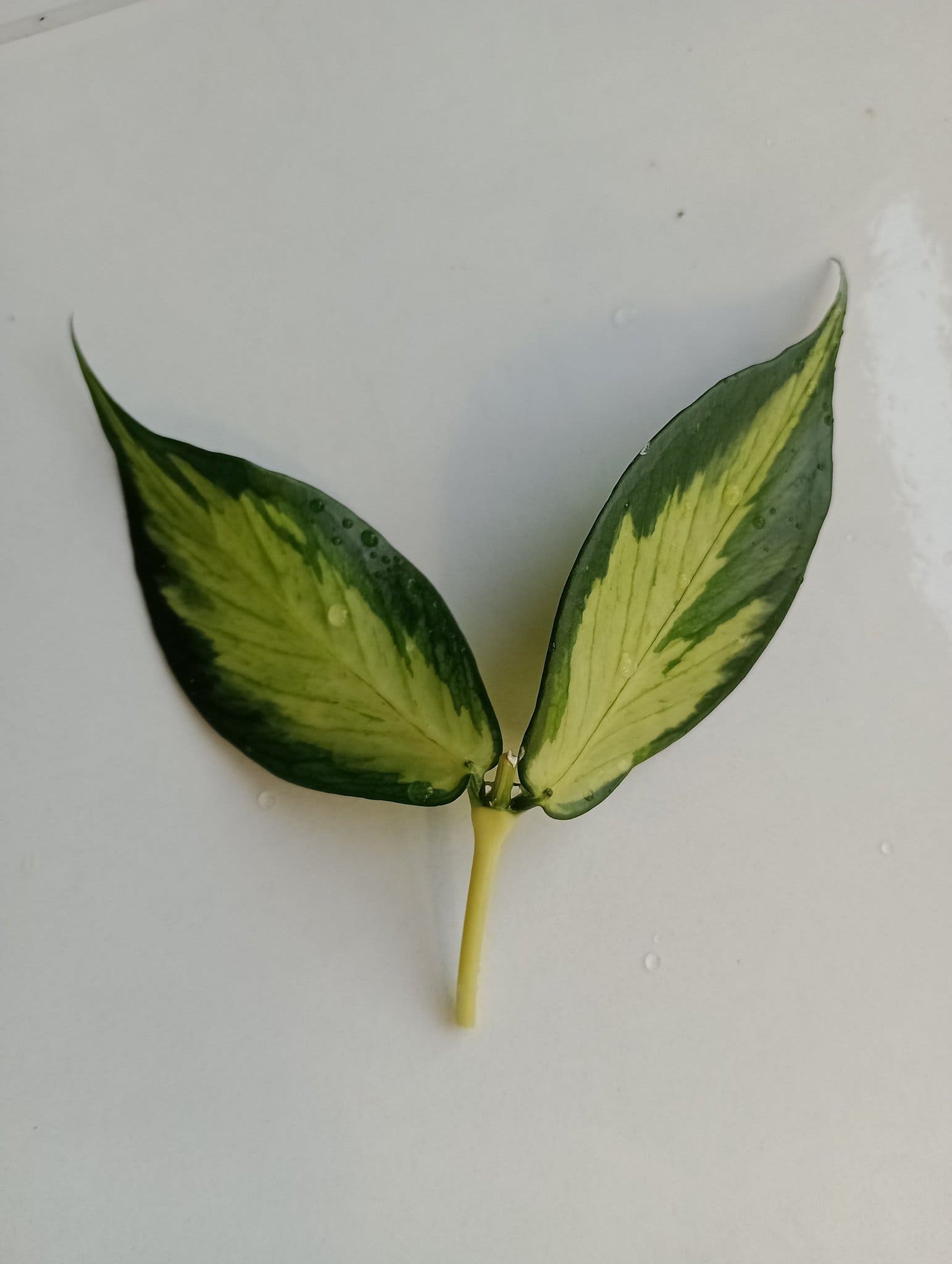Hoya Polyneura inner variegated -stickling | Köp på Tradera (756661134)