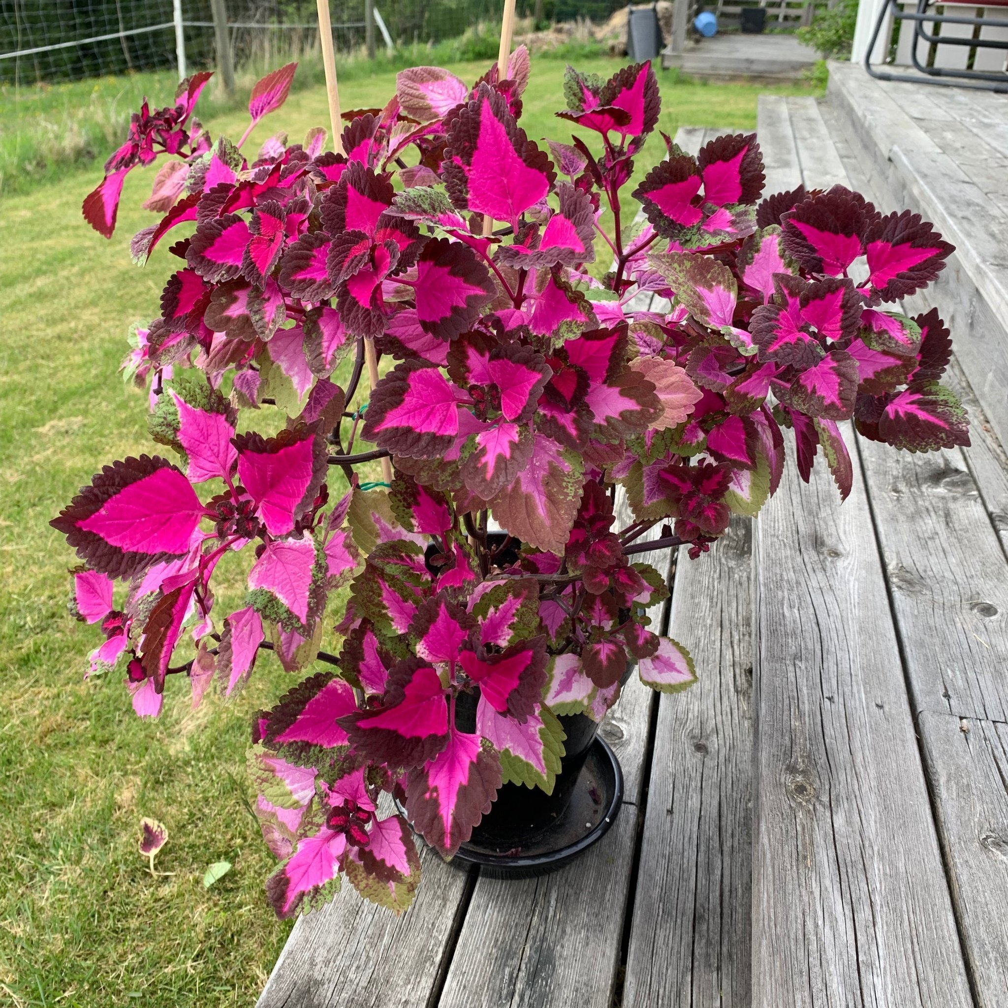Coleus china rose plant