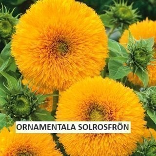 Se produkter som liknar Ornamentala Solrosfrön 20 frön på Tradera ...