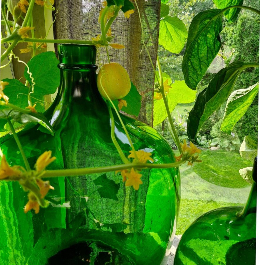 Äppelgurka 20 frön | Köp på Tradera (725801299)